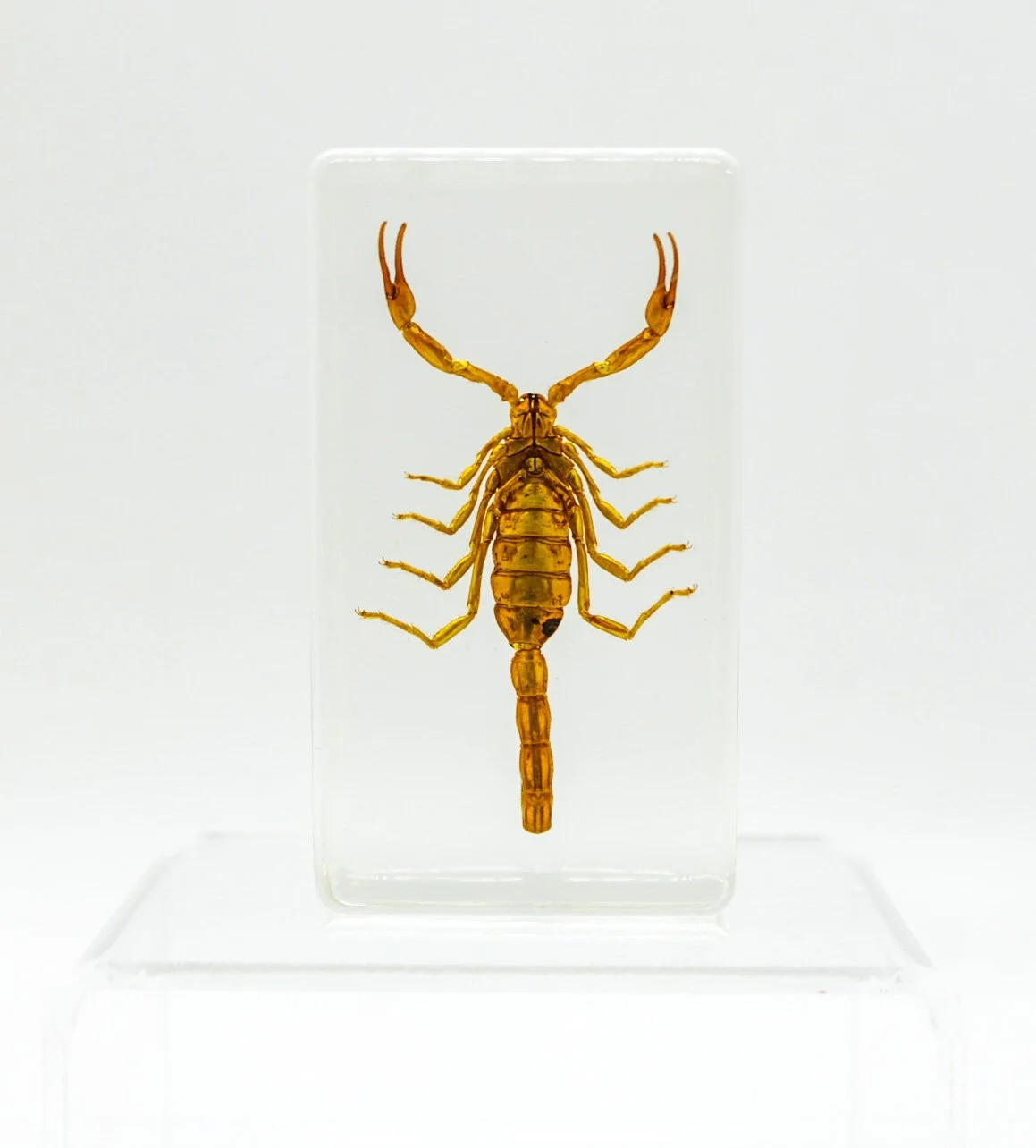 IMG_2704Small+Specimens.JPG