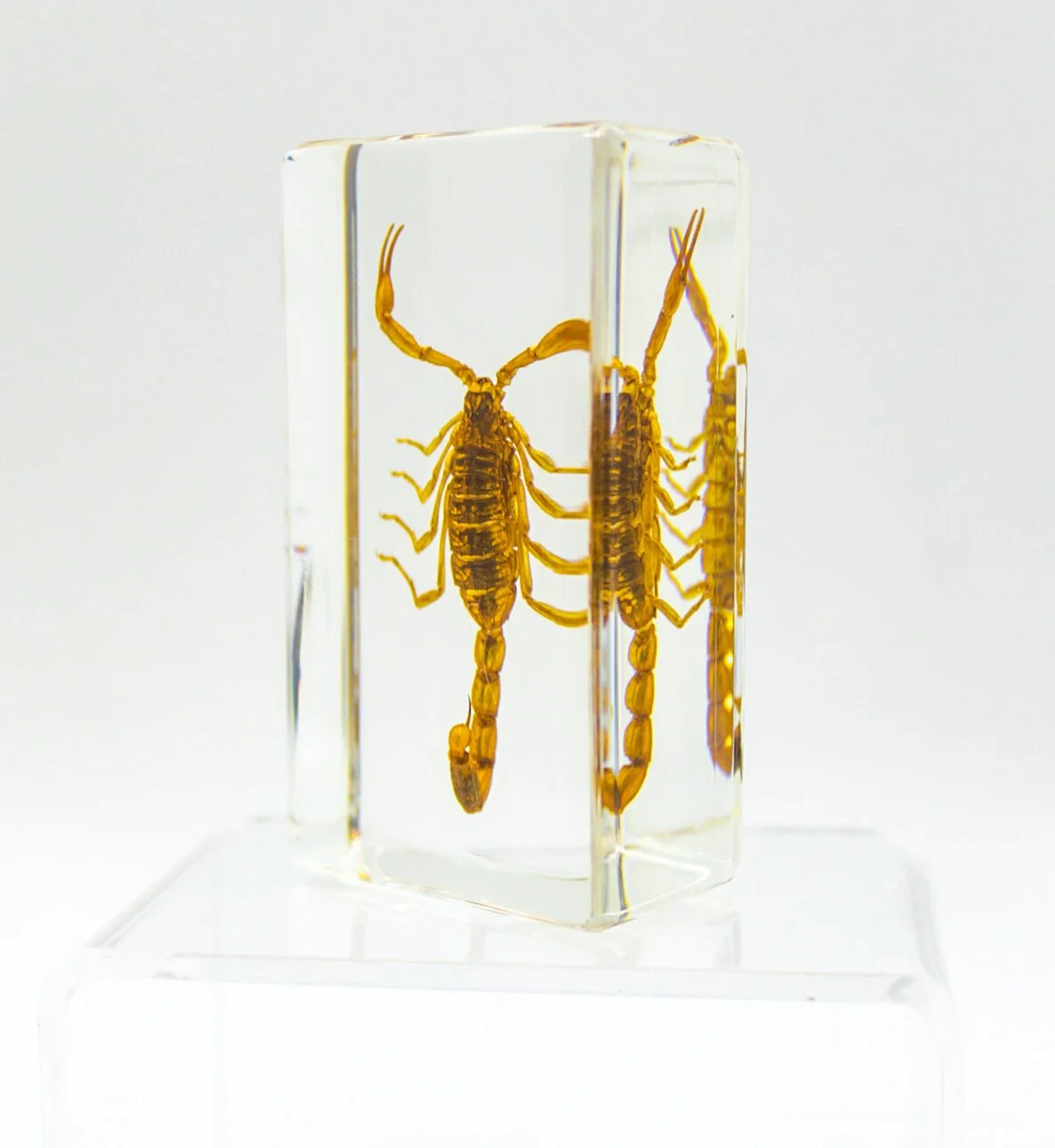 IMG_2703Small+Specimens.JPG