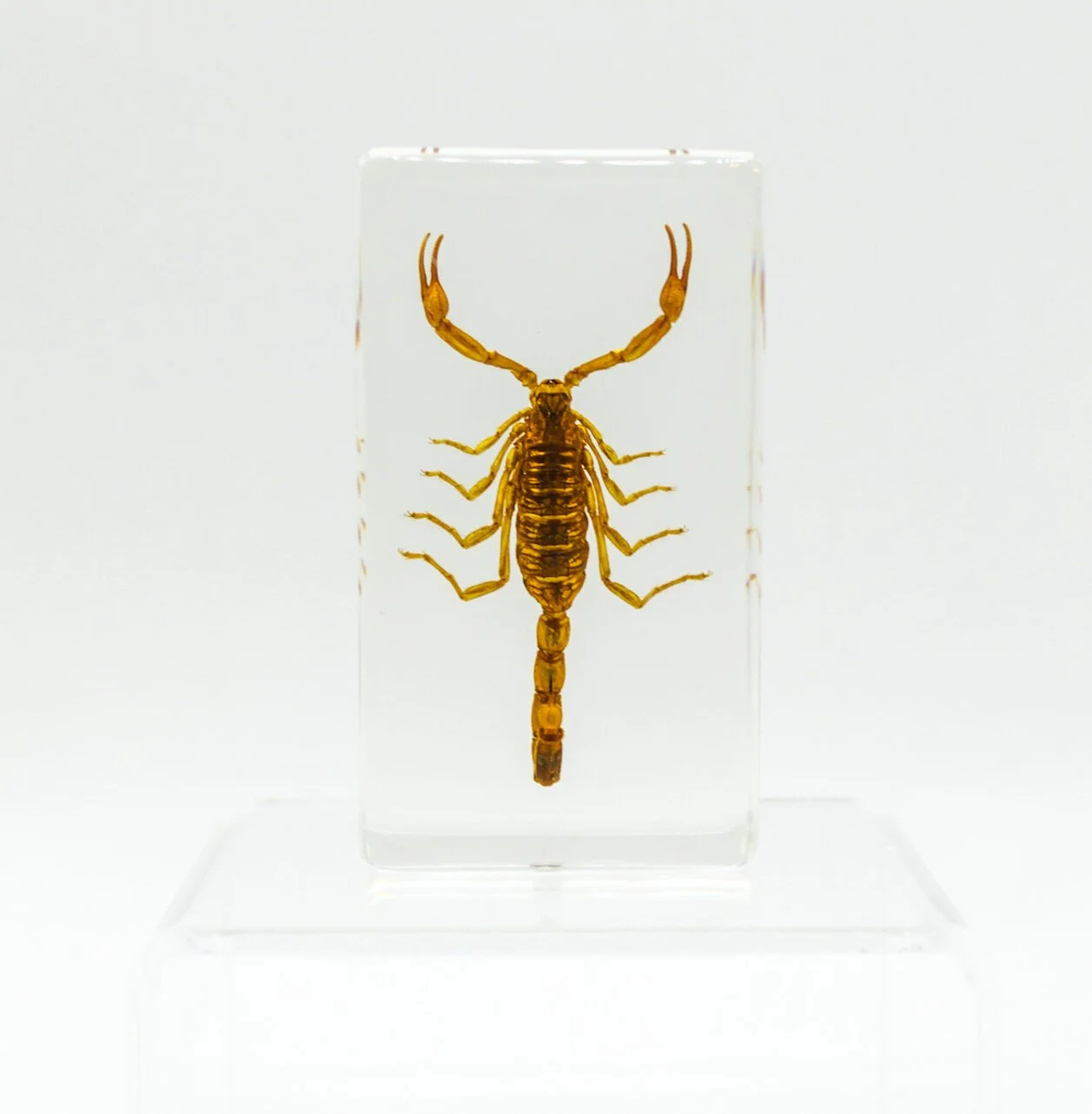 IMG_2702Small+Specimens.JPG
