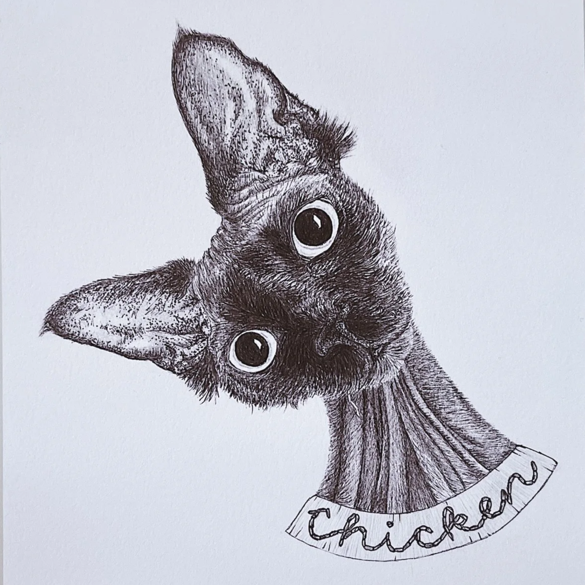 Ink Portrait of Chicken the cat - by Kiersten Thomas