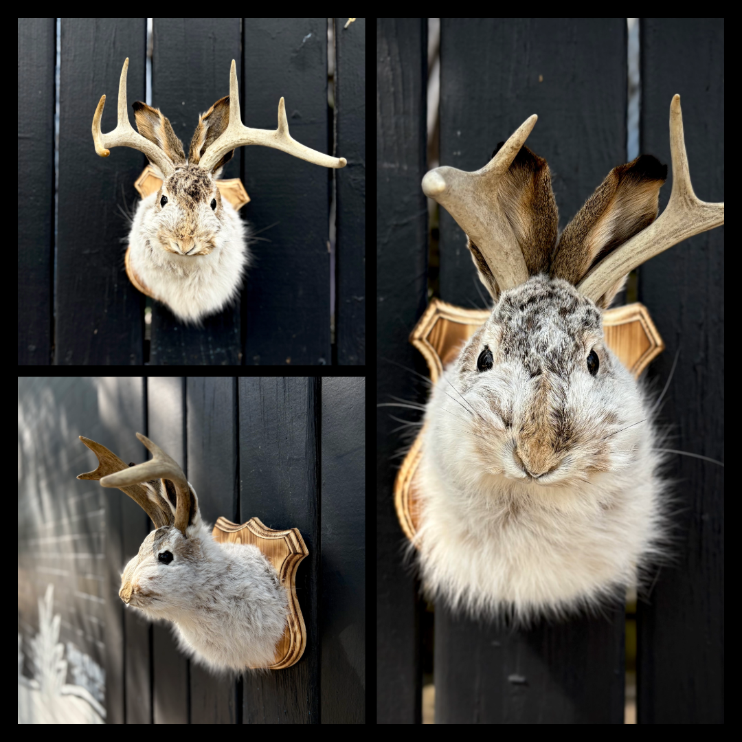 Jackalopes
