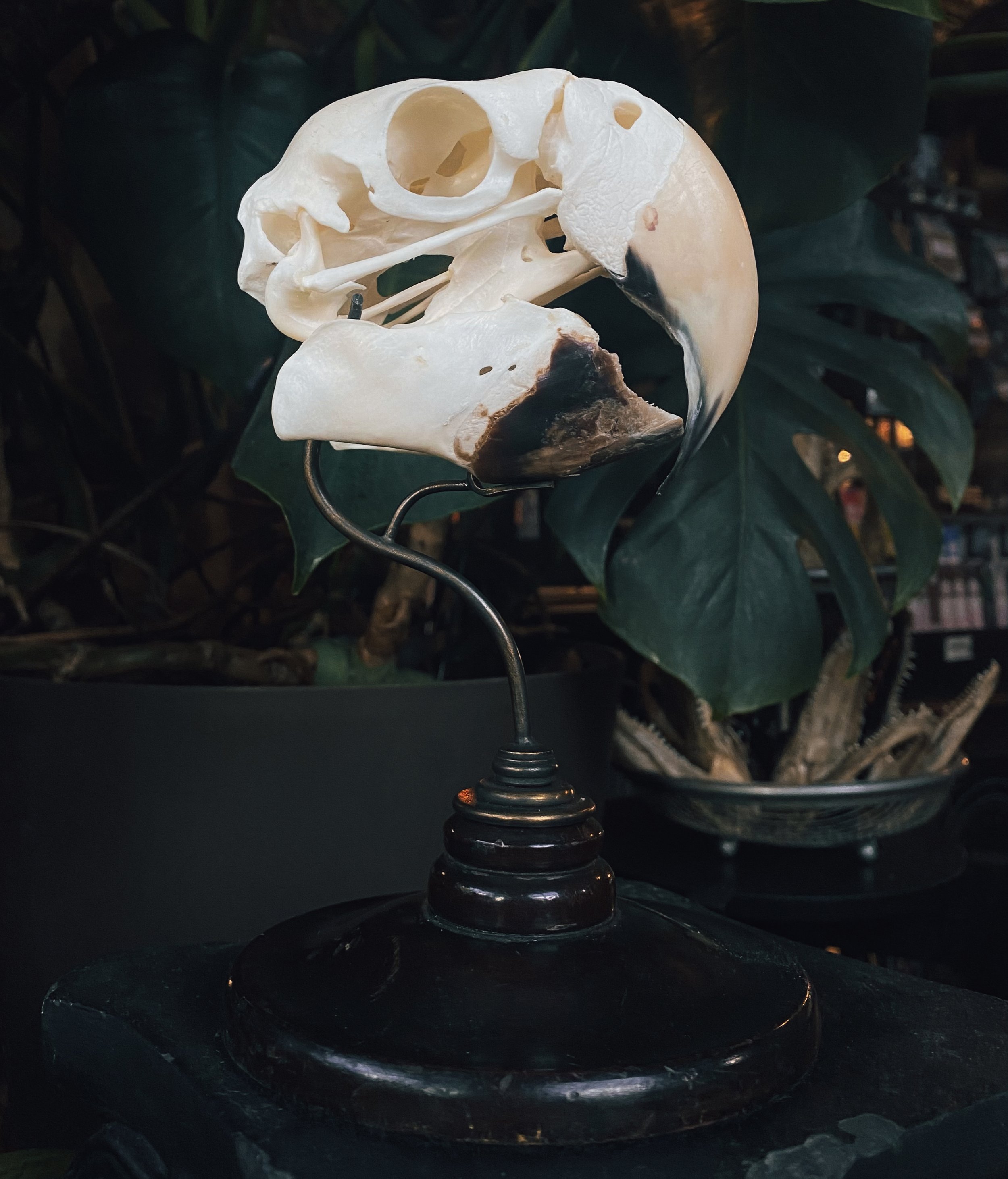 Rocky the green-winged macaw ambassador - beetle cleaned skull with custom brass stand