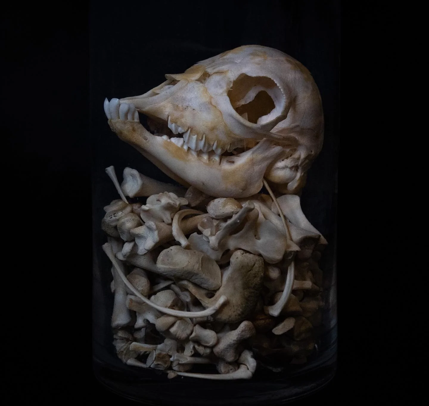 Beetle Cleaned Goat Kid Skeleton