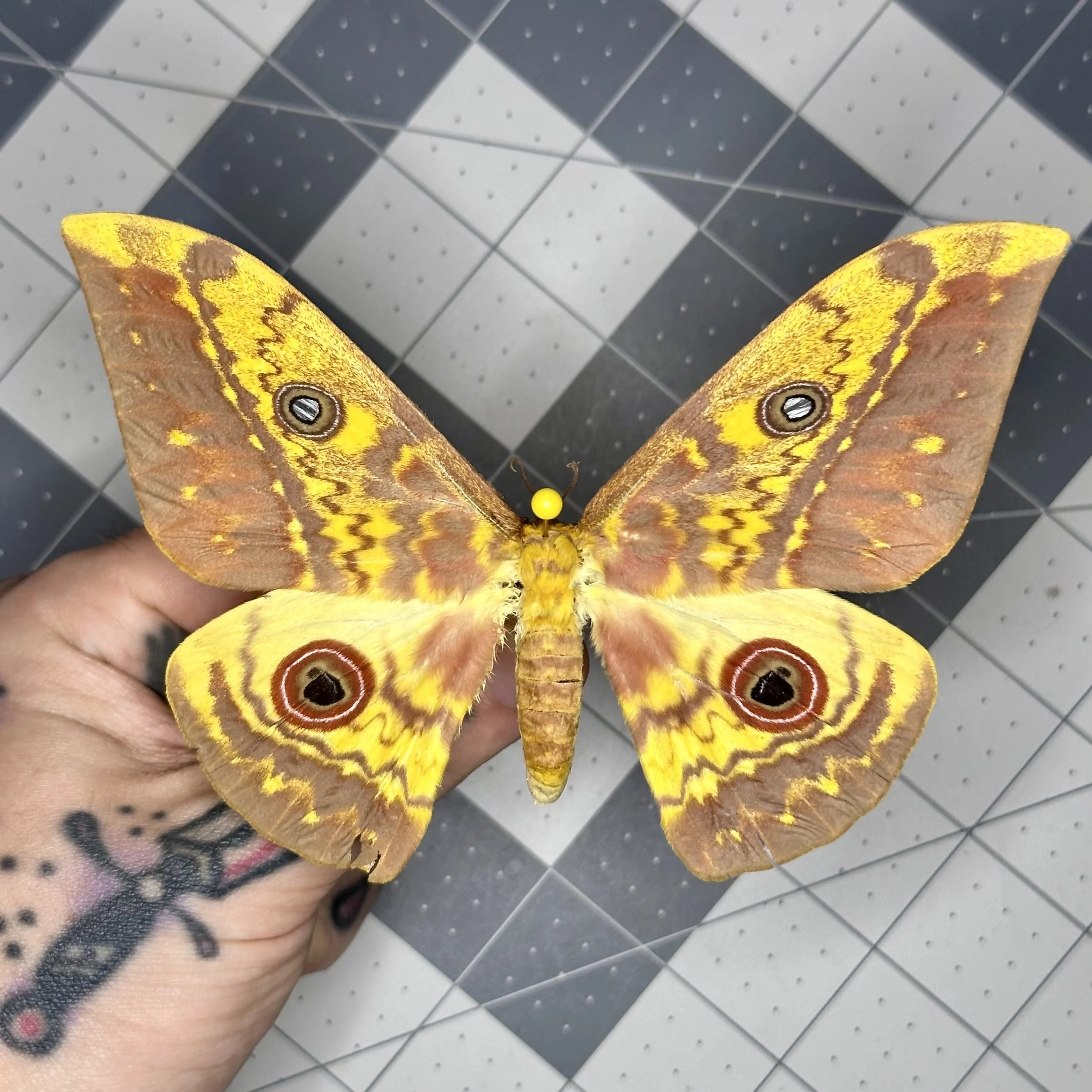 Cat-eyed Emperor Silk Moth