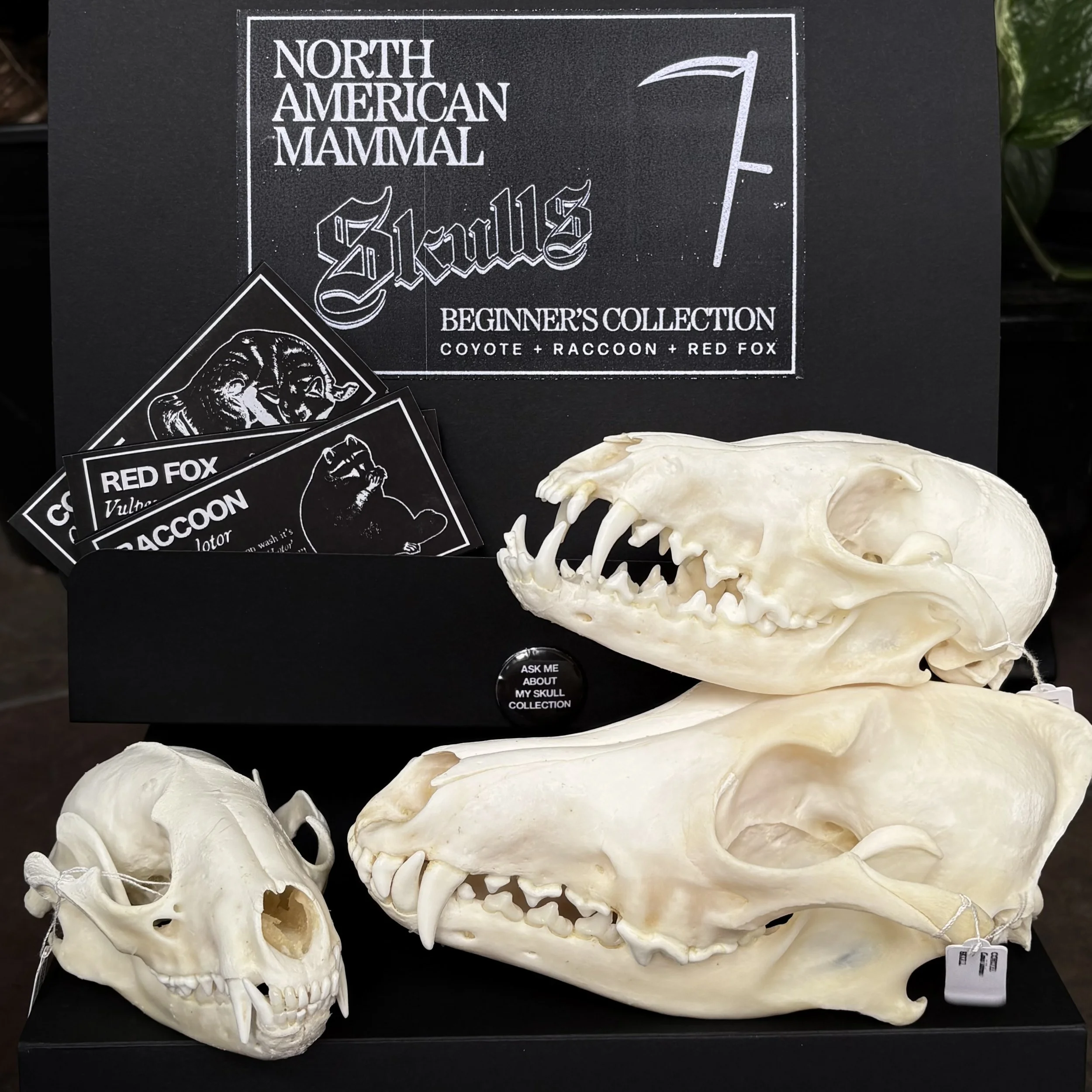 Beginner's Skull Collection - North American Mammal Skulls