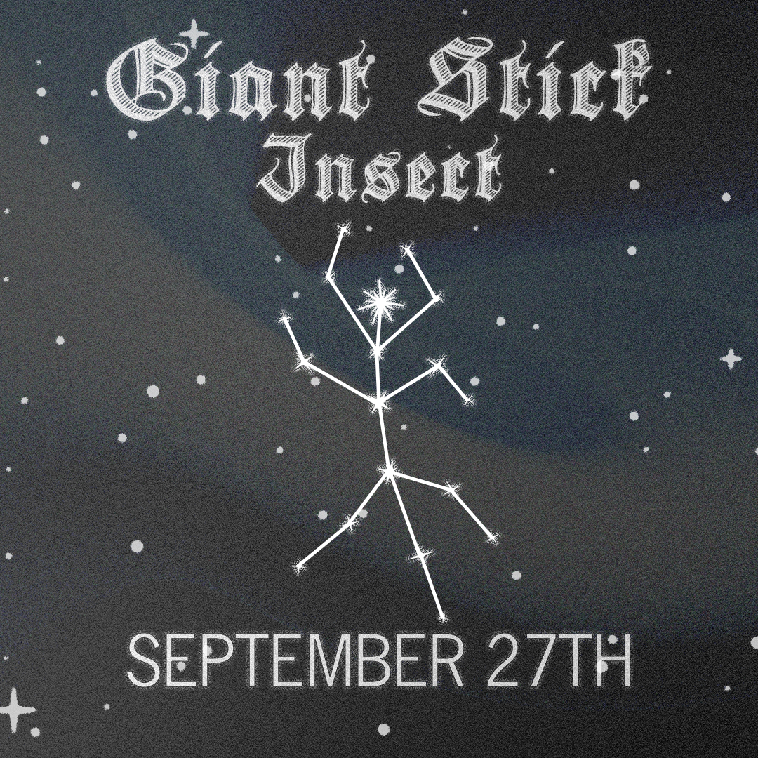 Giant Stick Insect Pinning Class - September 27th