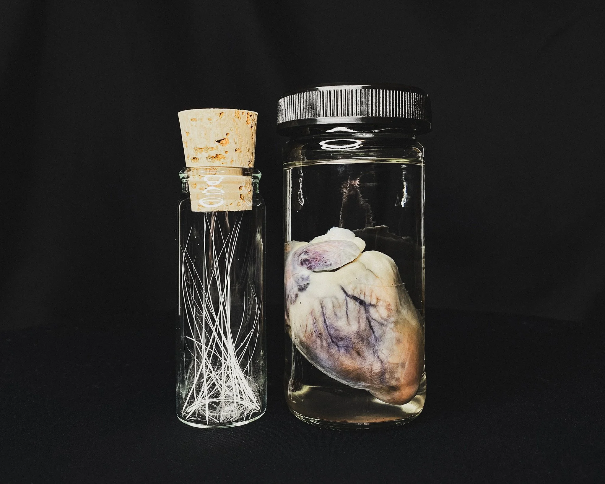 Hans the Domestic Cat - preserved heart wet specimen and whisker collection