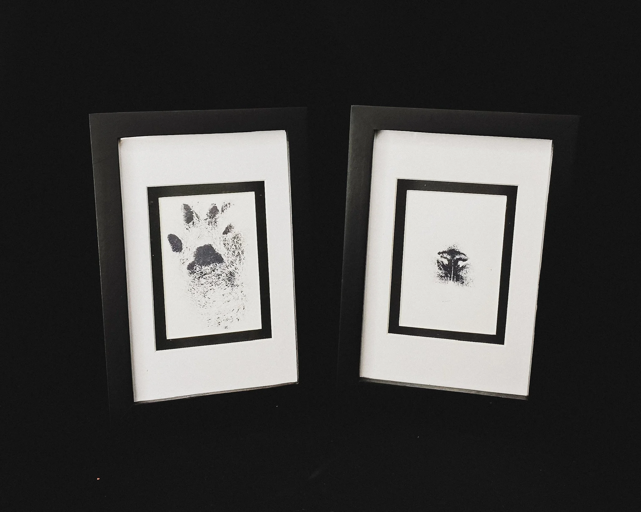 Hans the Domestic Cat - framed nose and paw prints