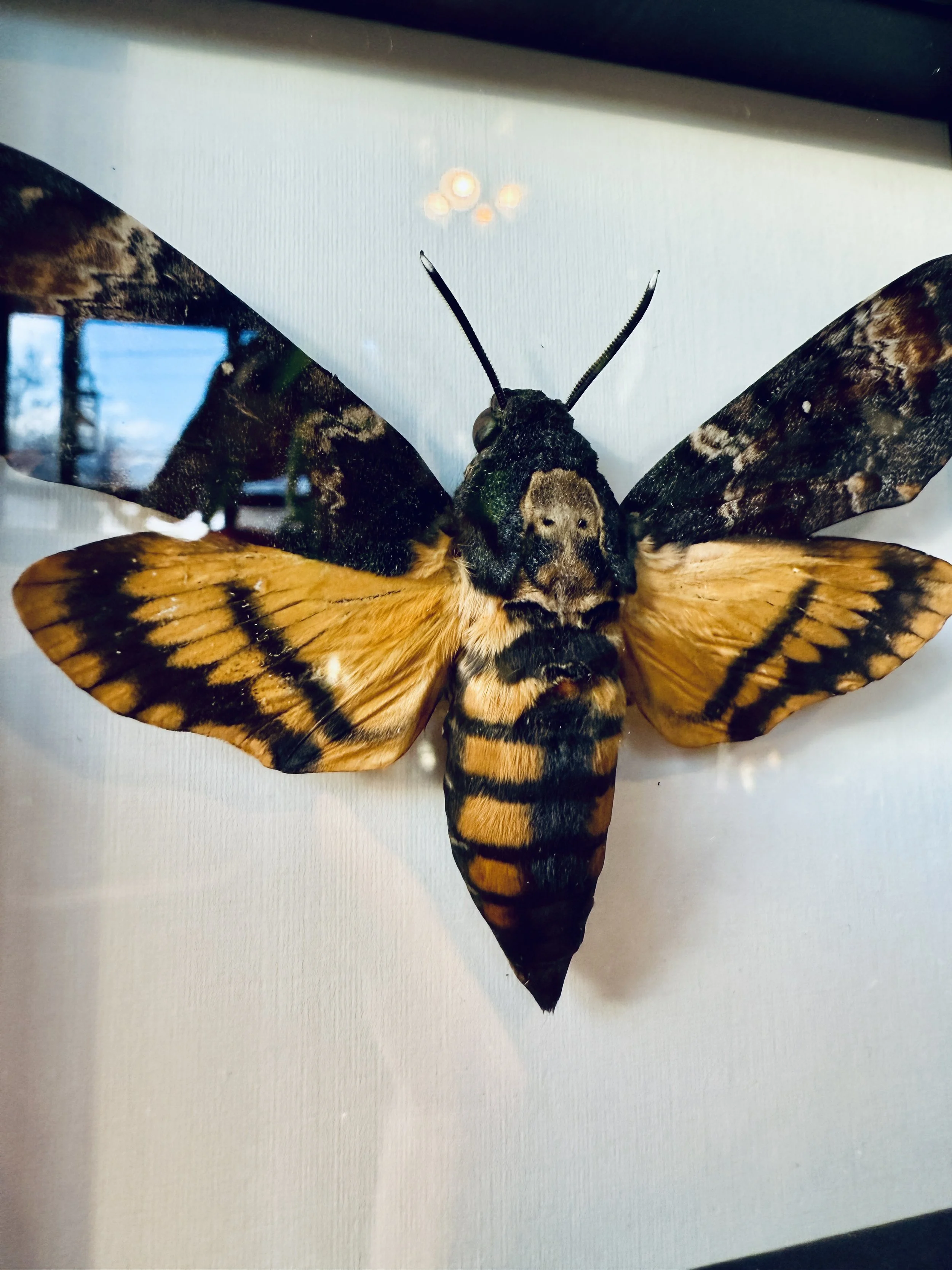 Death's Head Hawkmoth