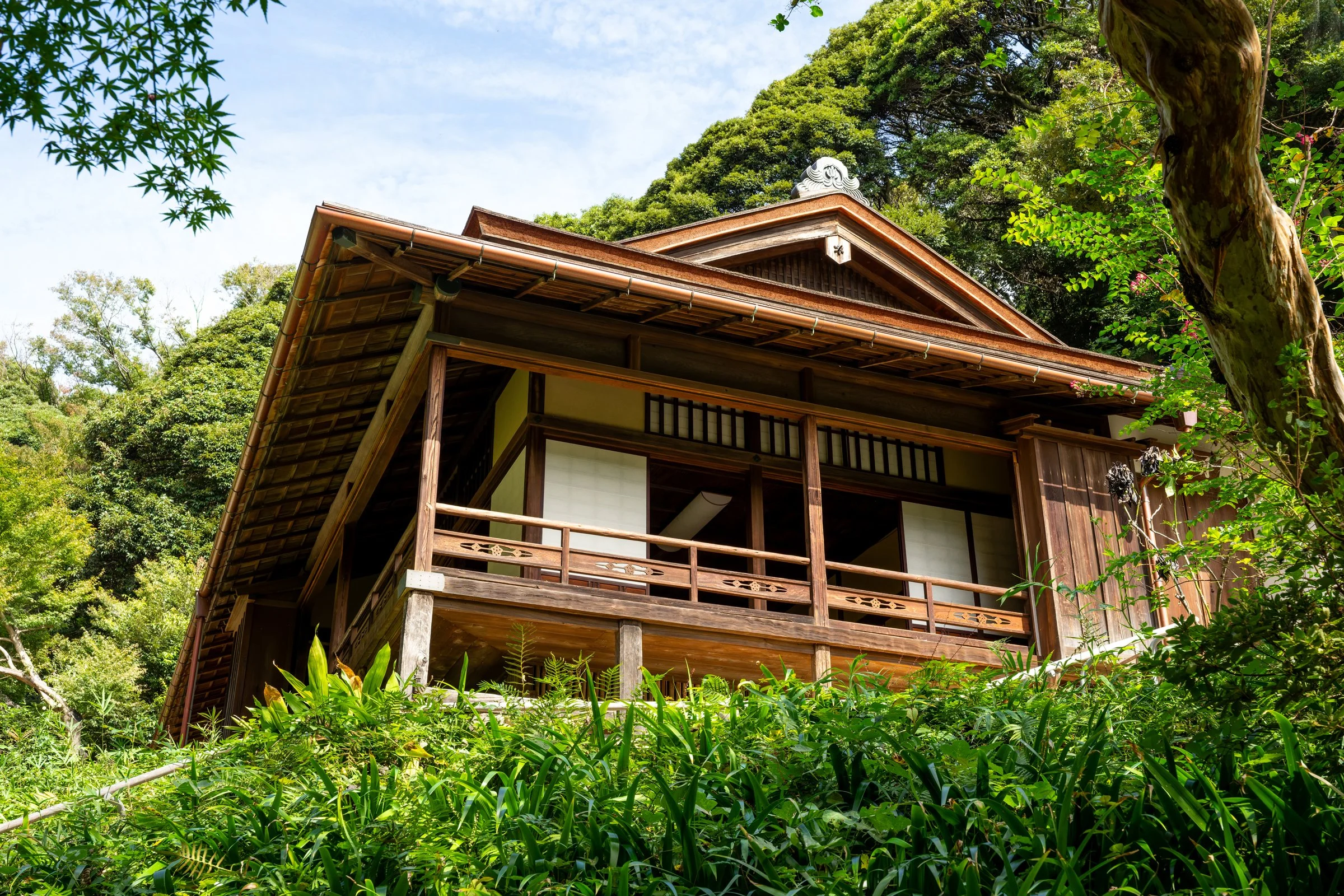 DSC00317-DxO_DeepPRIME 3.jpg