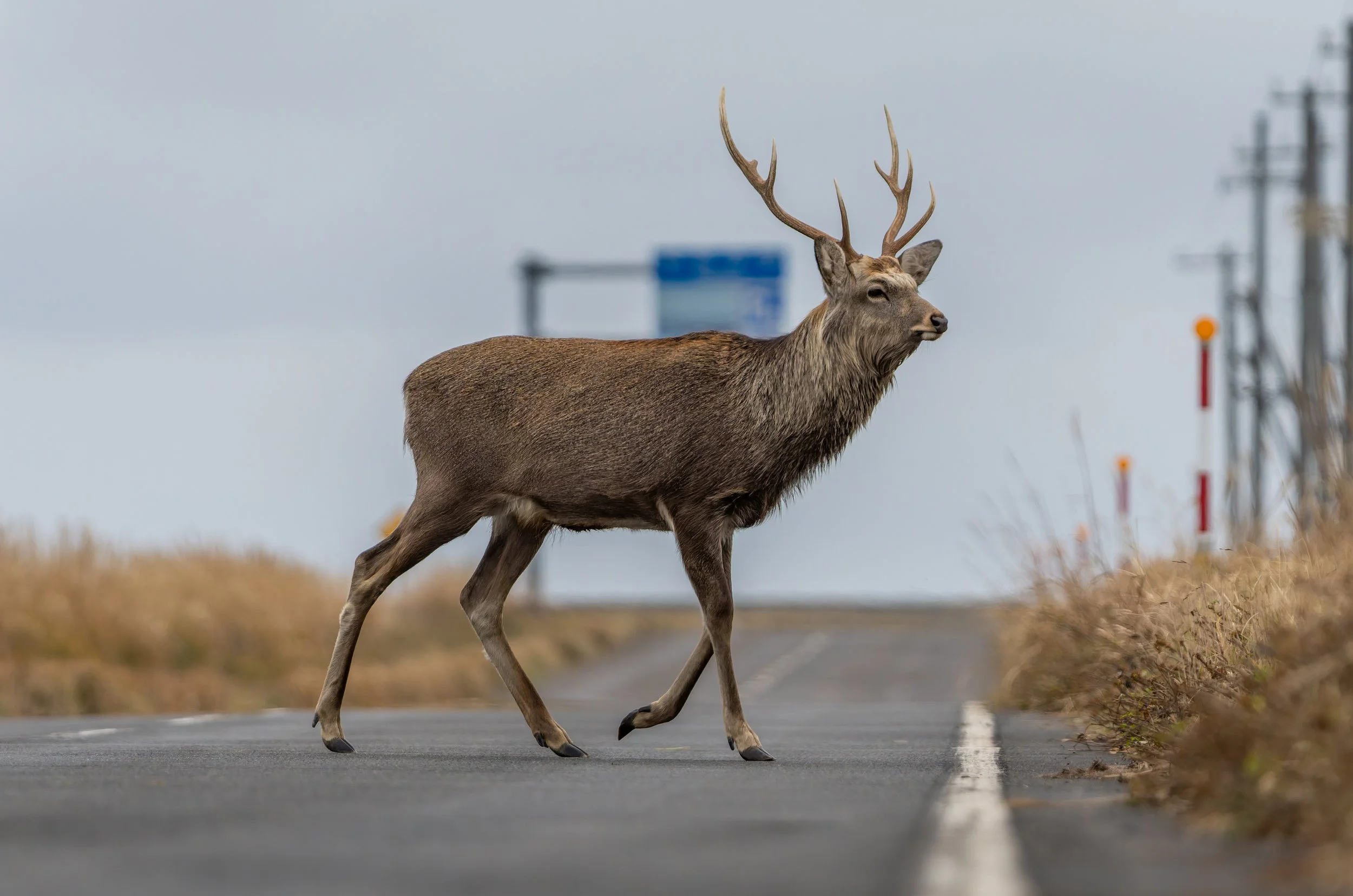 DSC05532-DxO_DeepPRIME 3-topaz-sharpen.jpg
