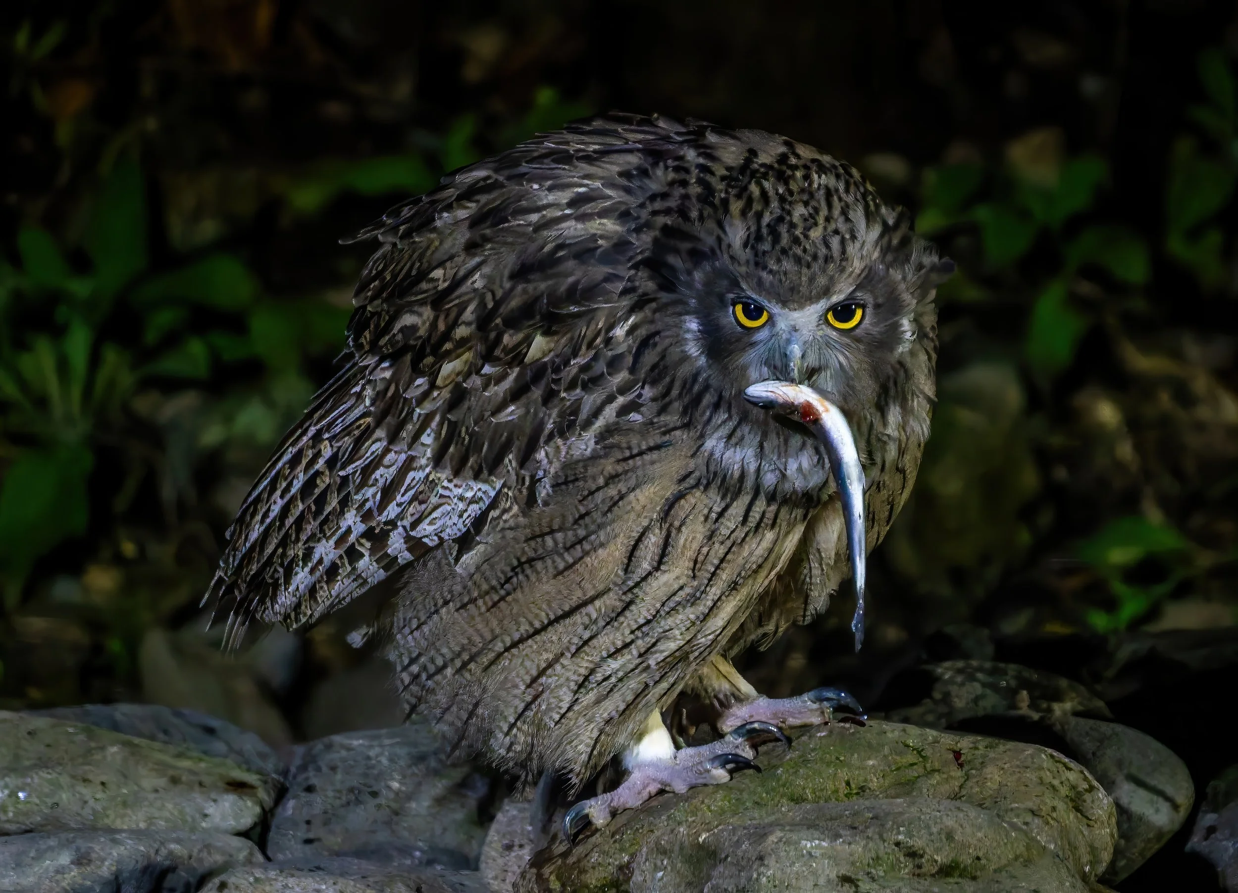 DSC01511-DxO_DeepPRIME 3-topaz-denoise-sharpen-DeNoiseAI-standard.jpg