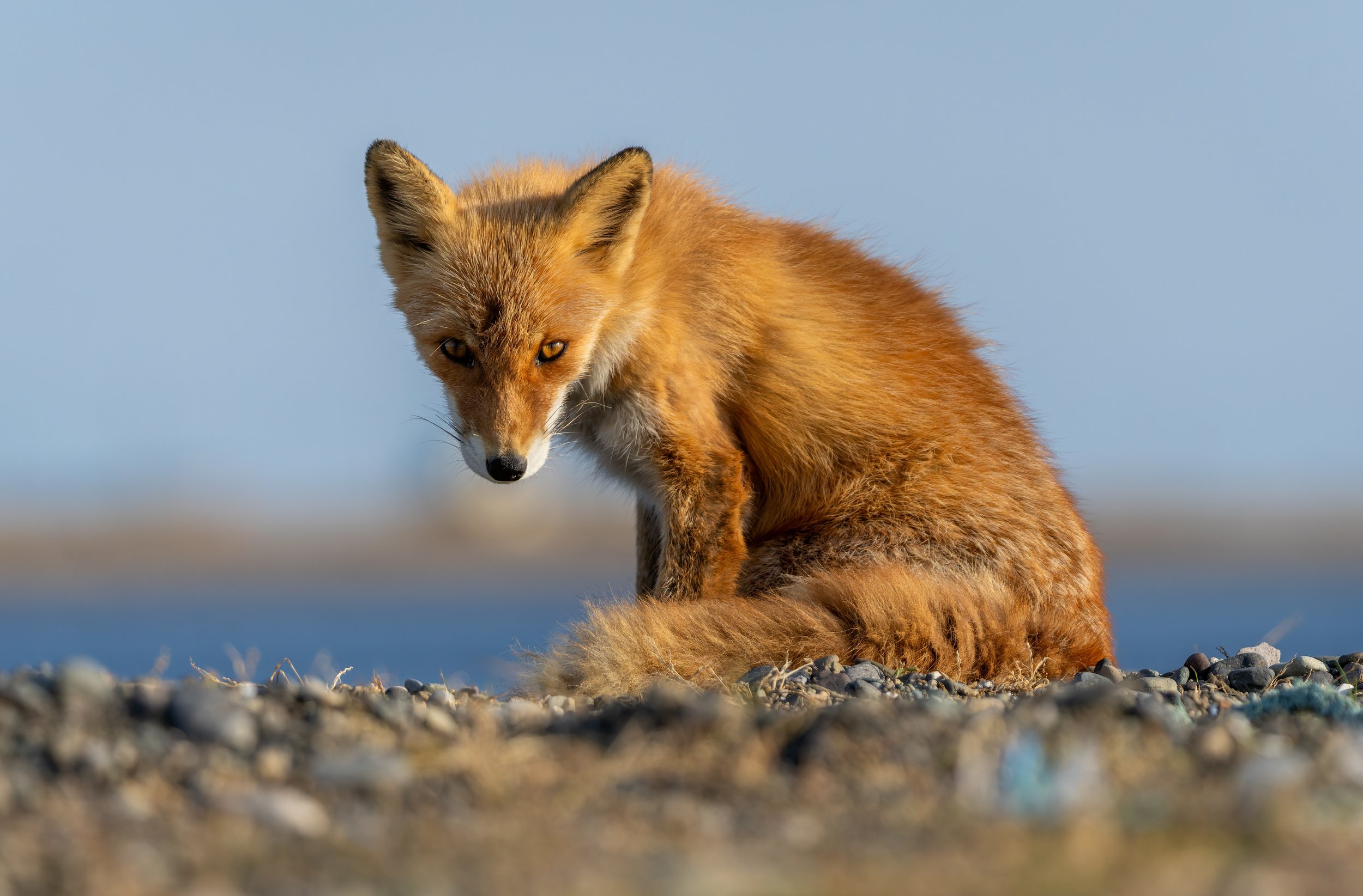 DSC04977-DxO_DeepPRIME 3-topaz-sharpen.jpg