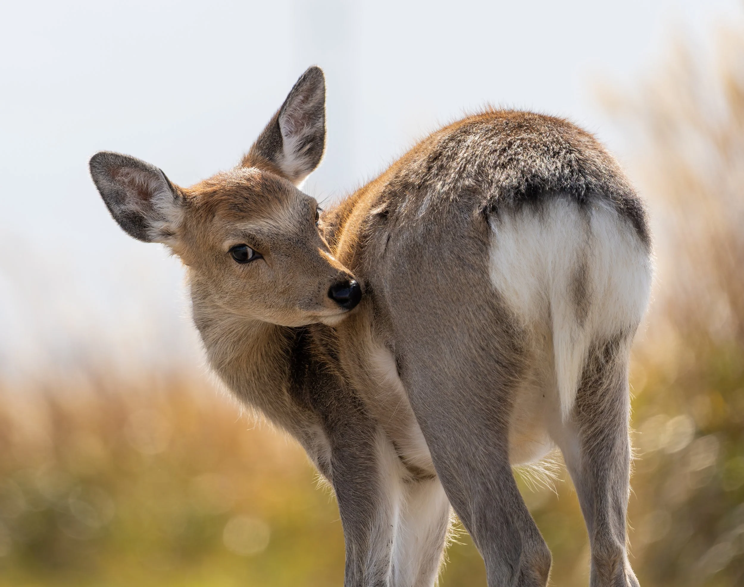 DSC04026-DxO_DeepPRIME 3-topaz-sharpen.jpg
