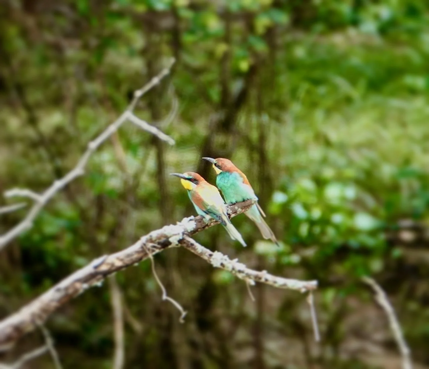 It&rsquo;s such a gorgeous spot for birders @villa_riviersig. These European bee-eaters gave a wonderful show at the riverbanks of the Zandspruit. 

#villa_riviersig #zandspruitbushandearoestate #hoedspruit #homesofafrica