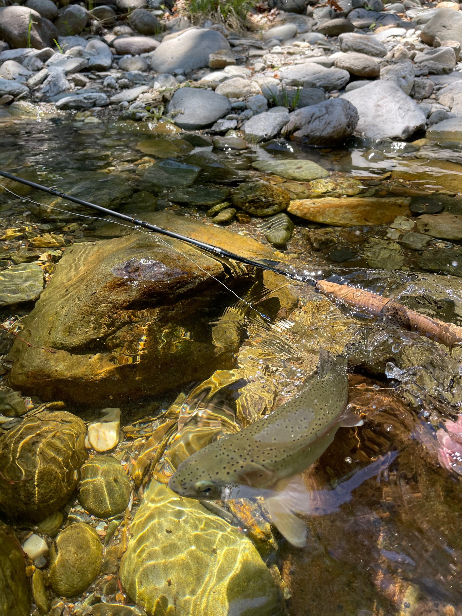 Northern California Guided Fly Fishing and Rafting Trips in The Lost Sierra