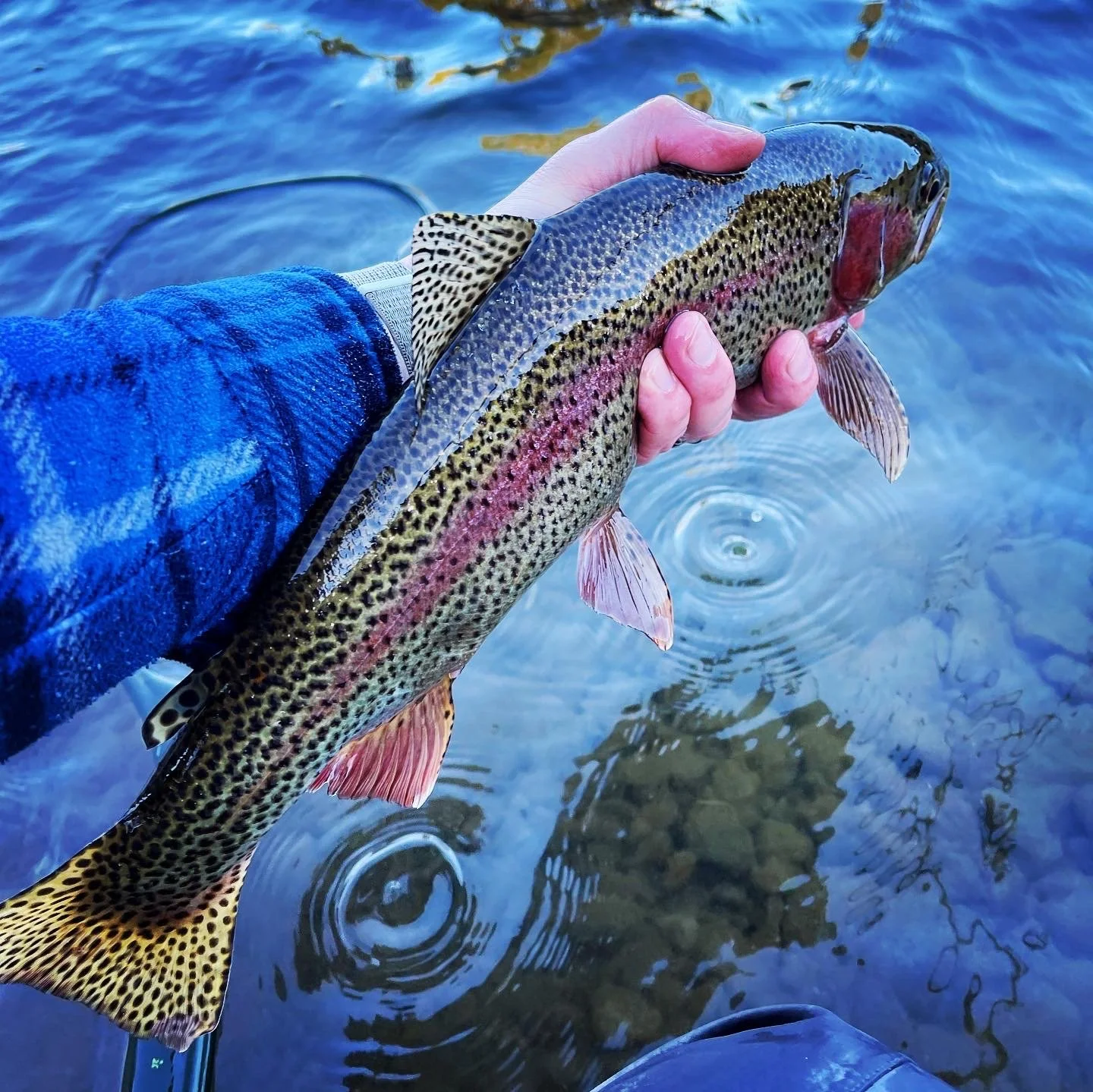 Rainbow Trout Middle Fork of the Feather River