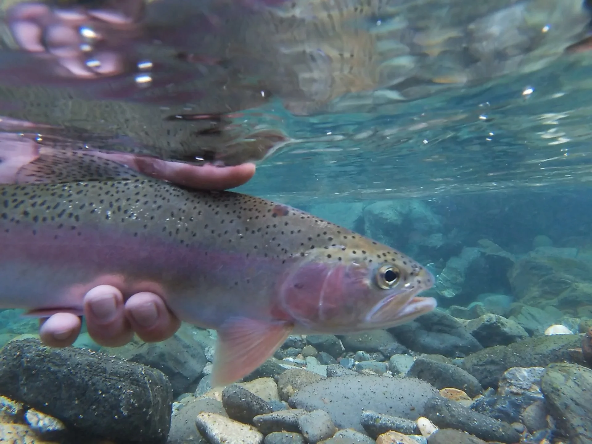 Catch and Release Wild Trout