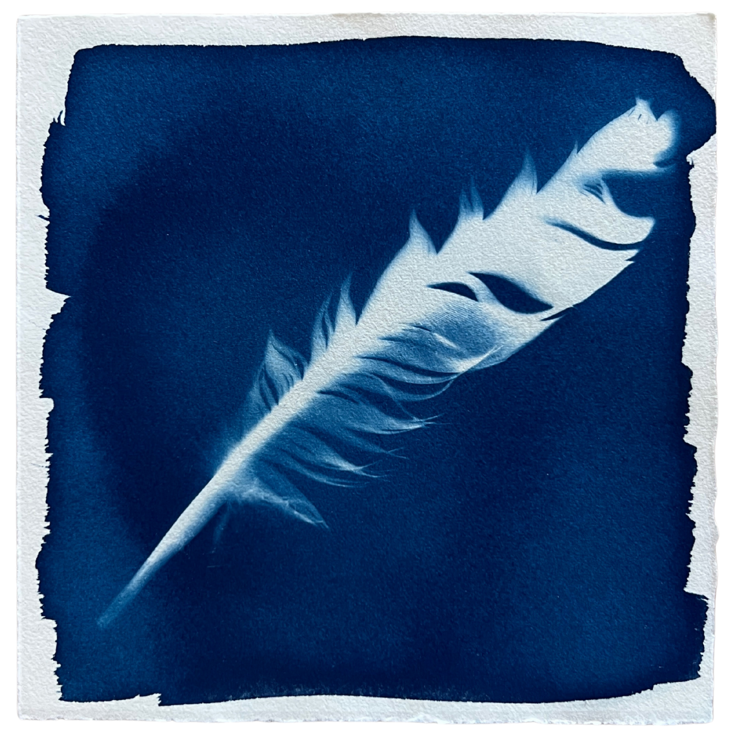 Feathers 4 Framed.png
