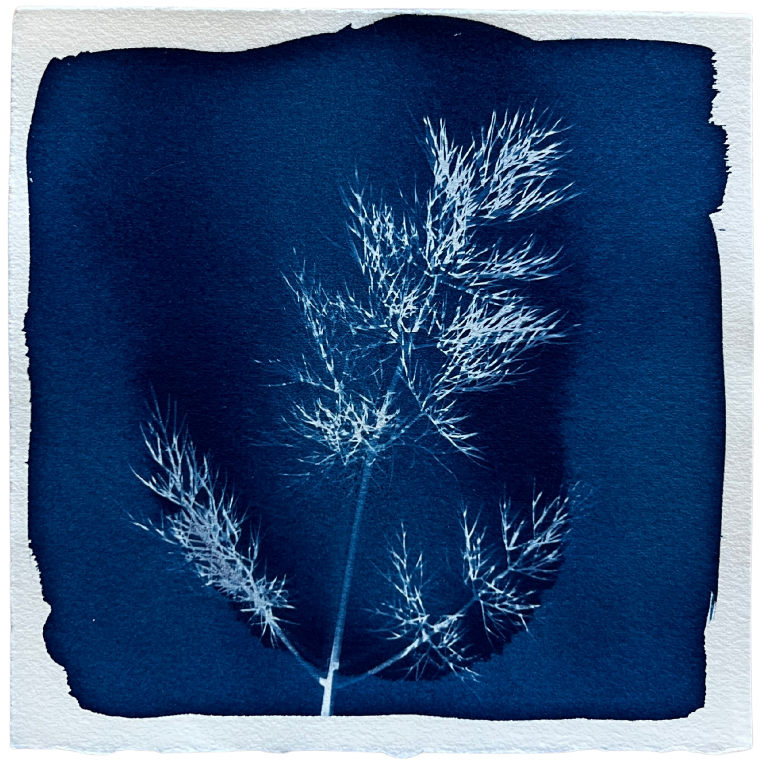 Dill 1
