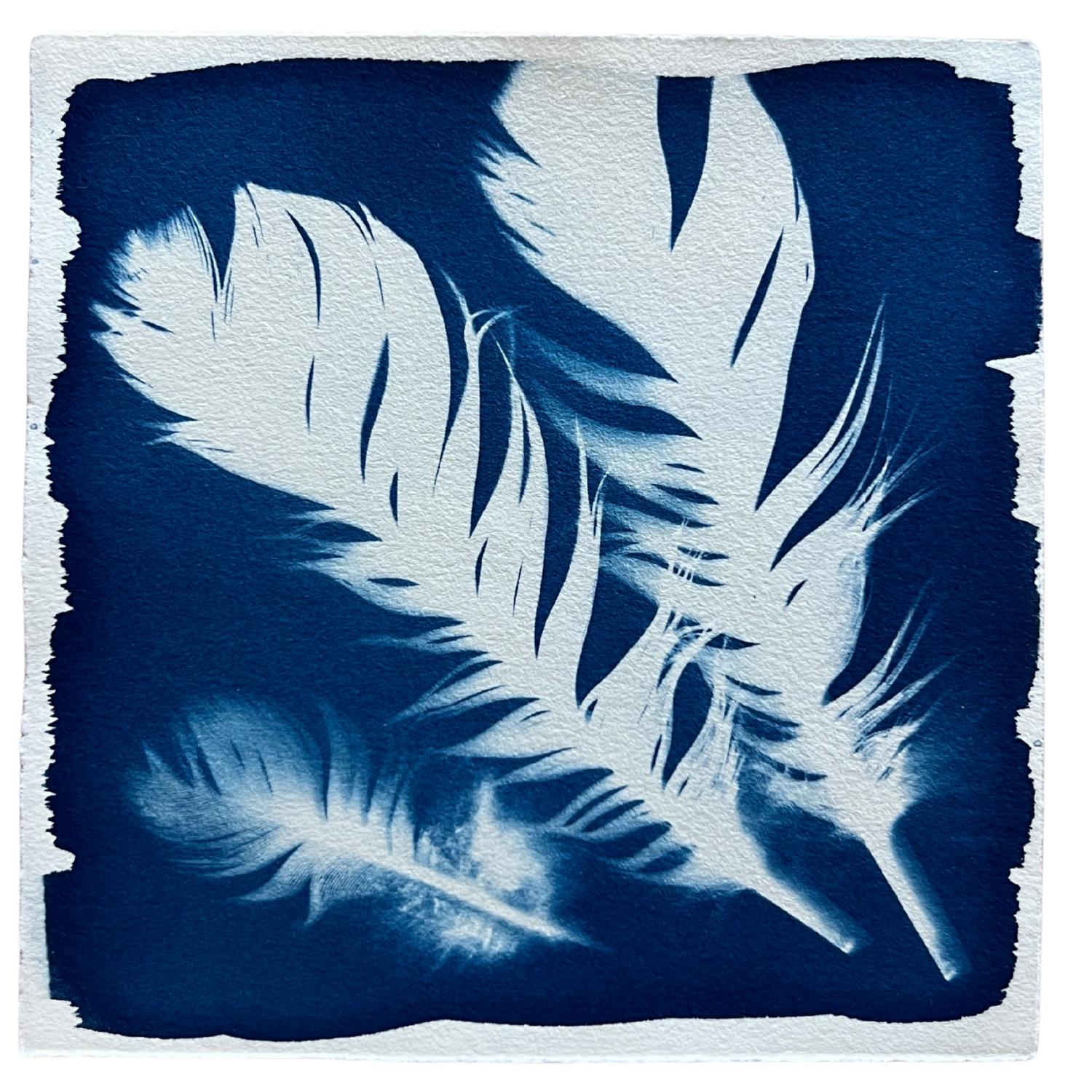 Feathers 6 Framed.png