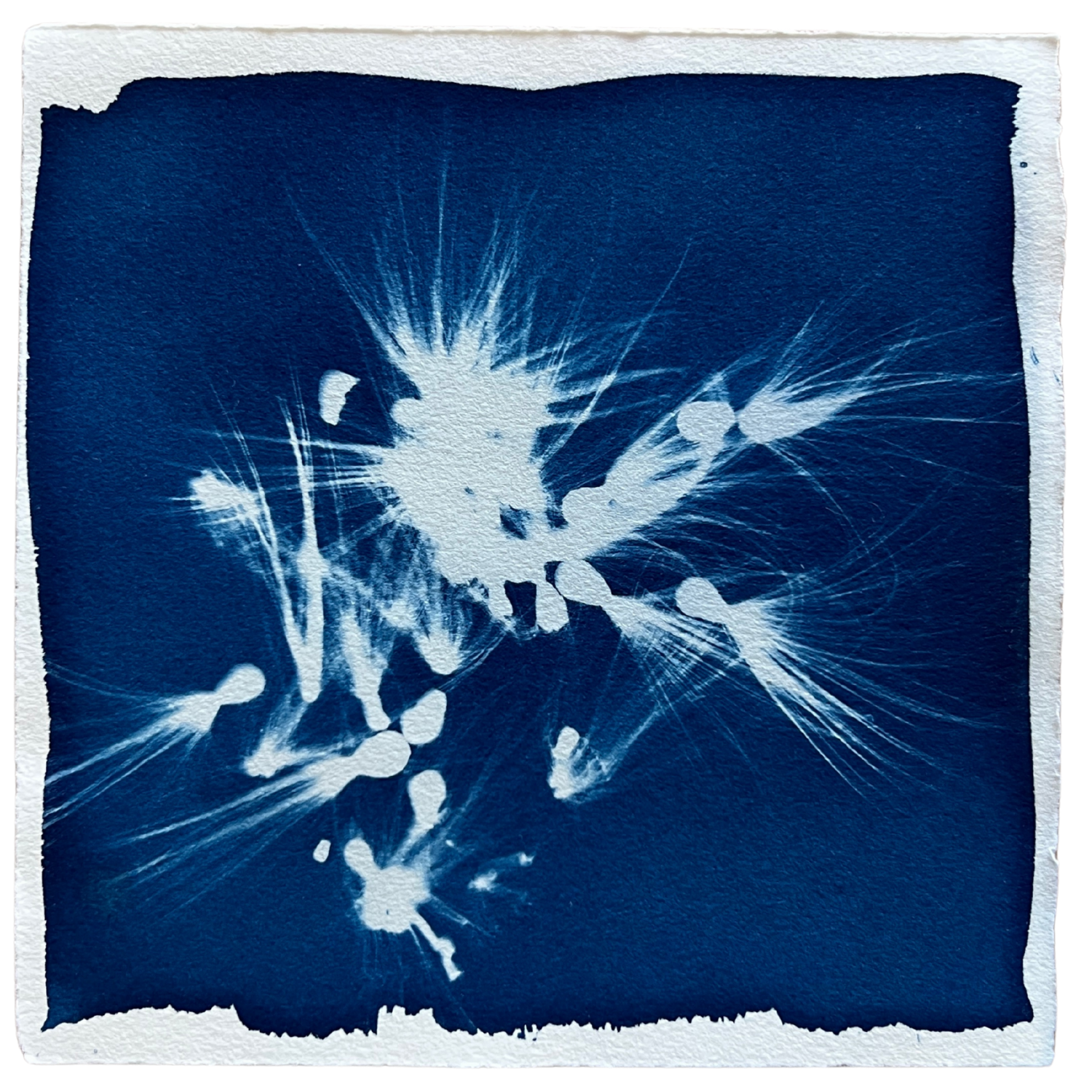 Milkweed 5 Framed.png