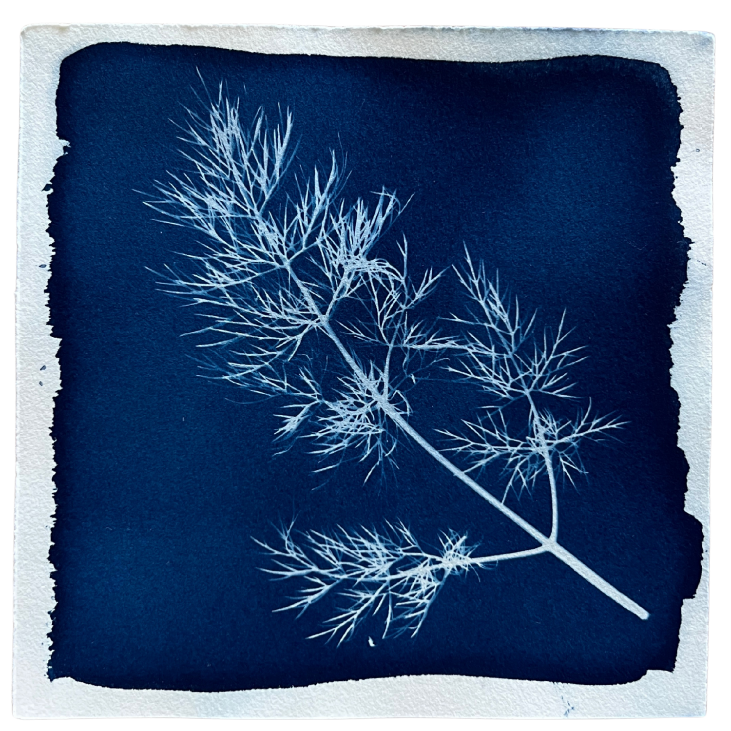 Dill 3 Framed Sold.png