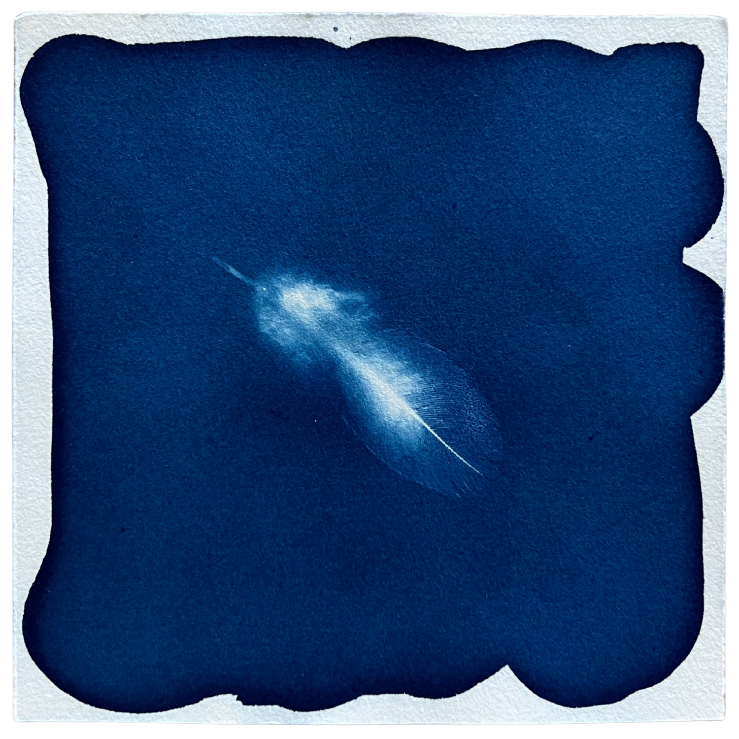 Feathers 5 Framed.png