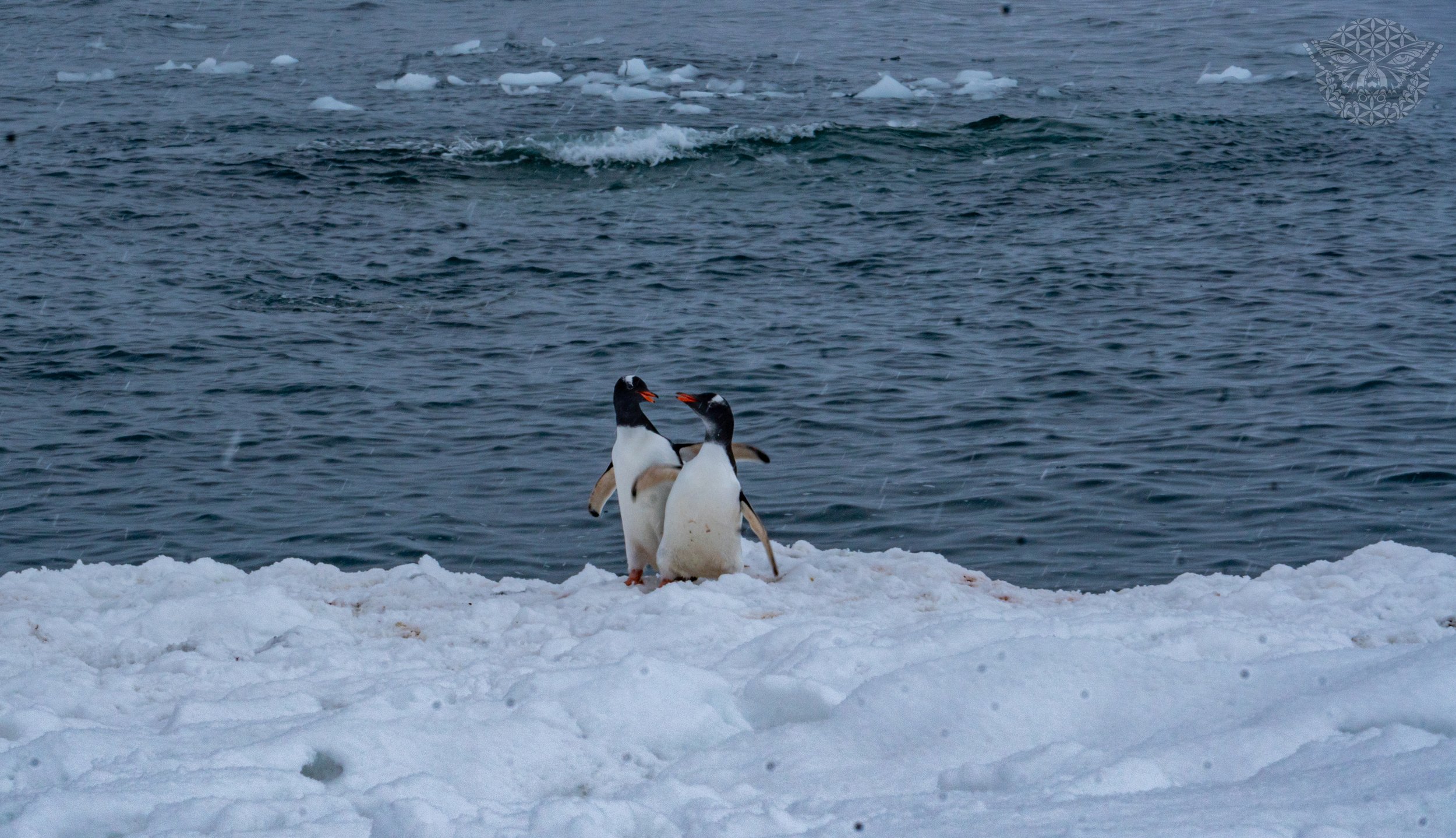 _DSC2830.jpeg