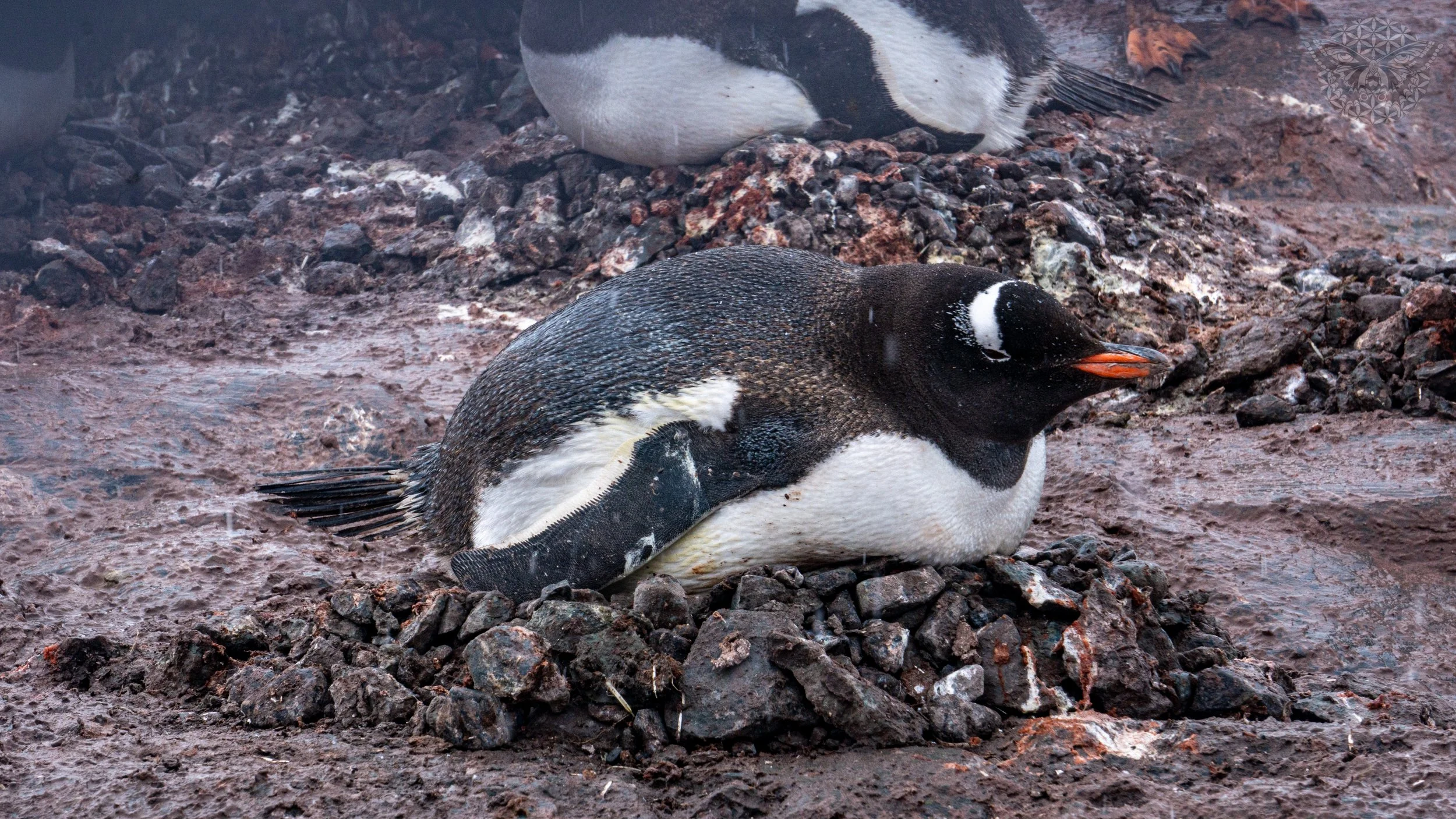 _DSC2860.jpeg