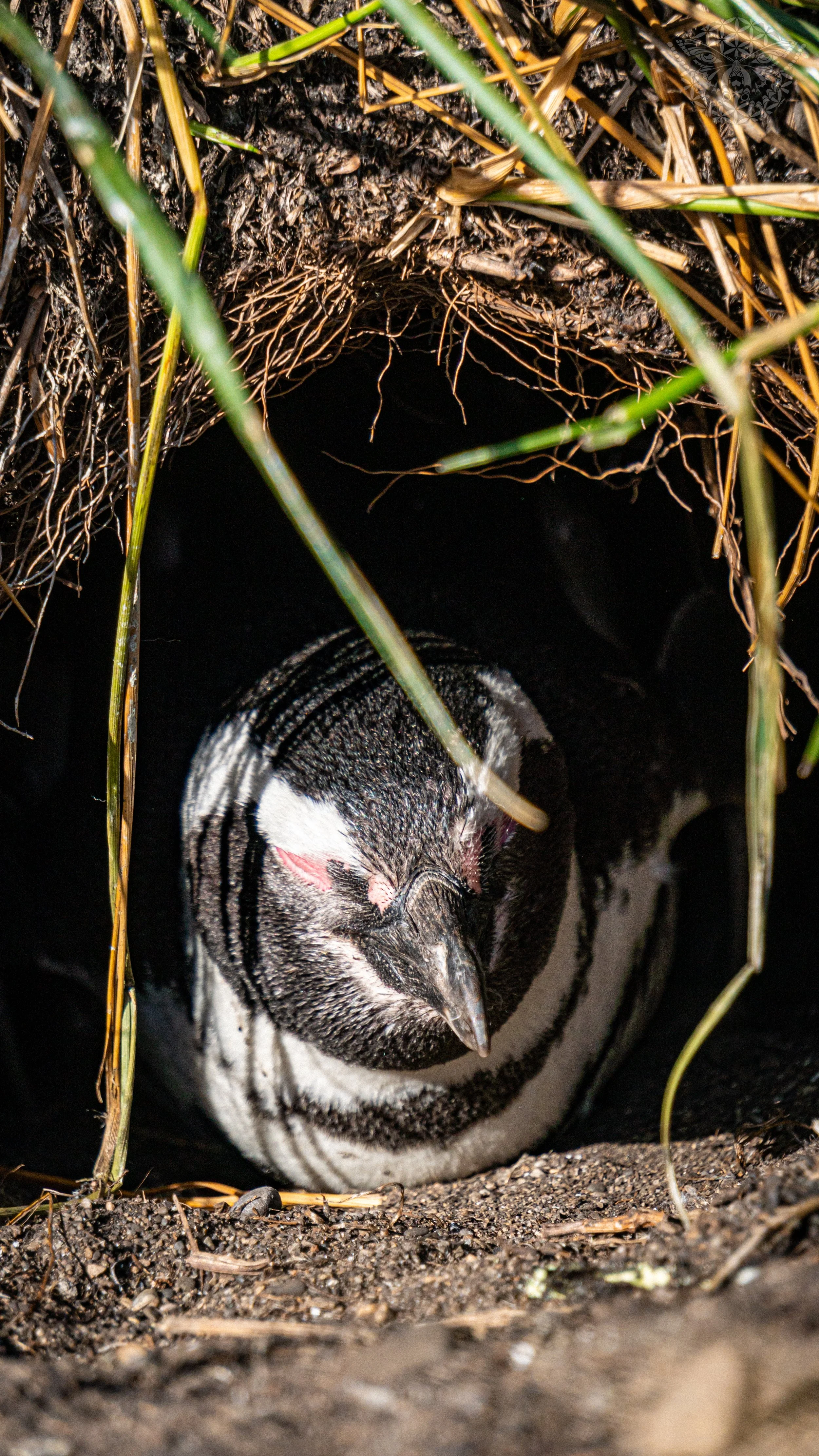 _DSC2129.jpeg