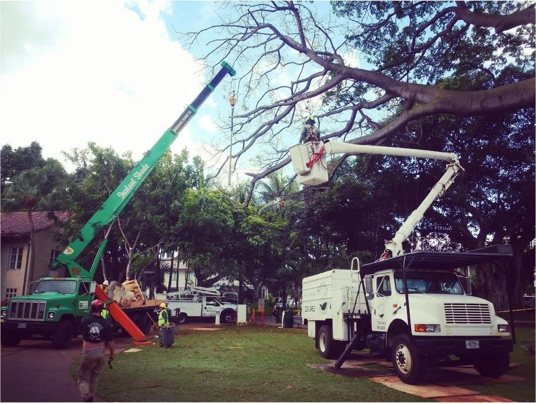 Tree Removal Klshawaii