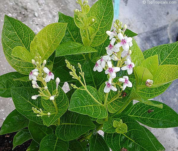 pseuderanthemum carruthersii.jpeg