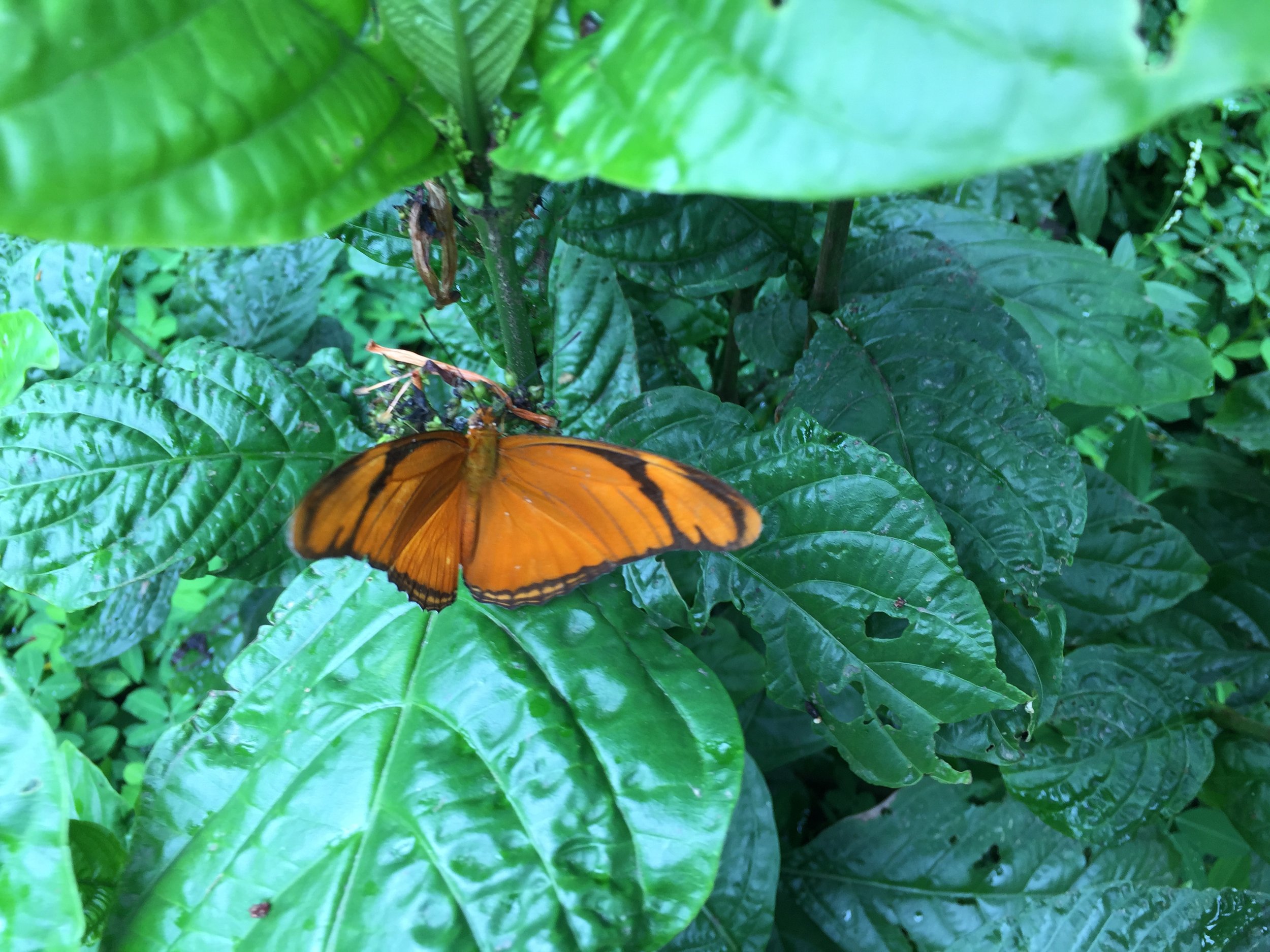 Julia Heliconian (Dryas iulia) by RV.JPG