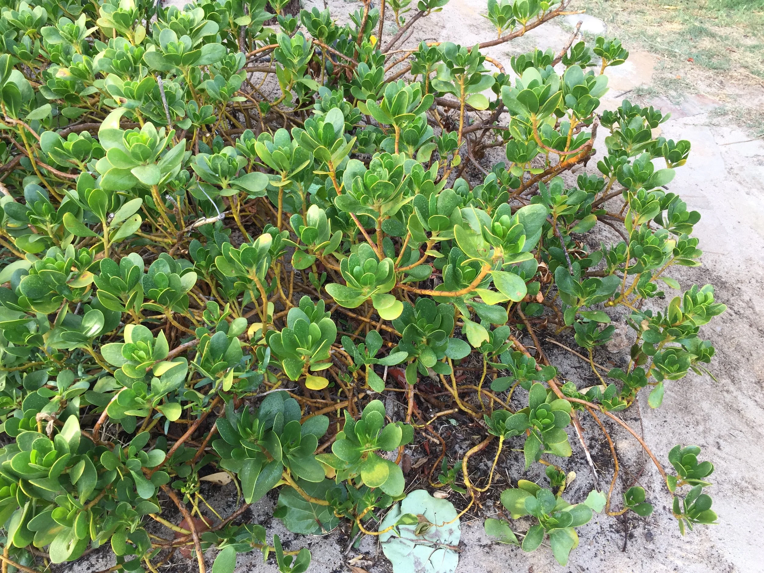 scav-plumeri1 copy.JPG