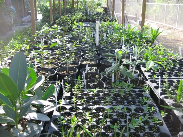 canella and fiddlewood.jpg