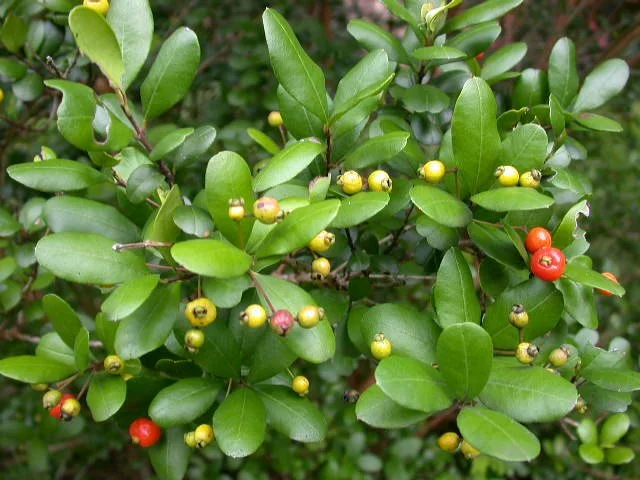 Myrchianthesfruit.jpg