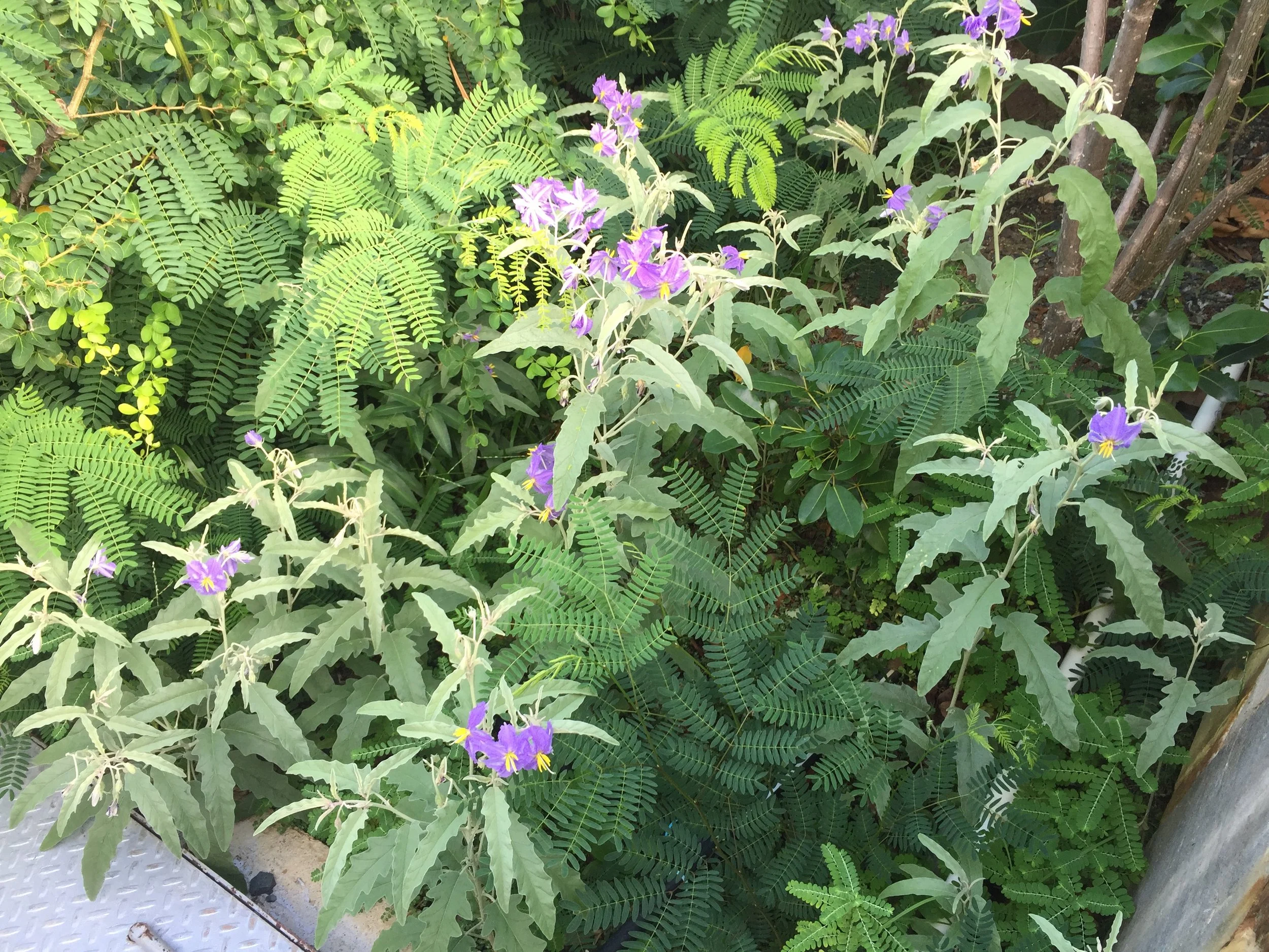 ACCEPTING NEWCOMERS-1 copy.JPG