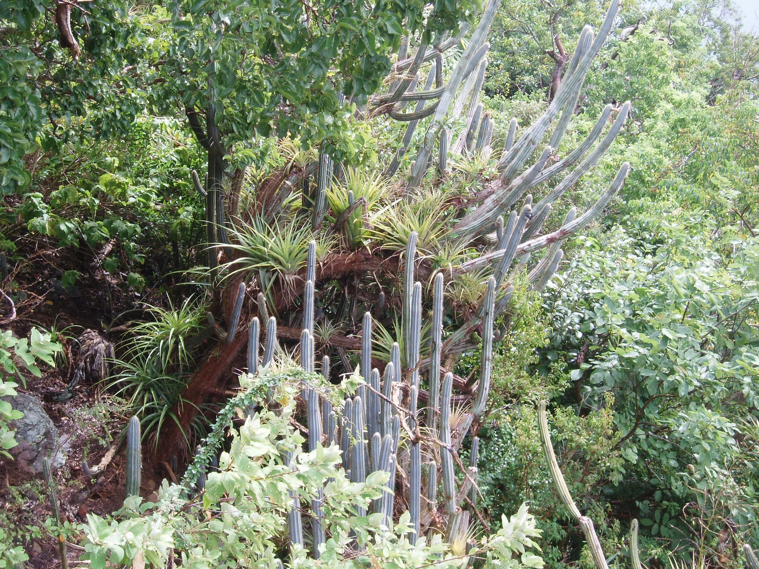 EMULATING THE UNTAMED-1 copy.JPG