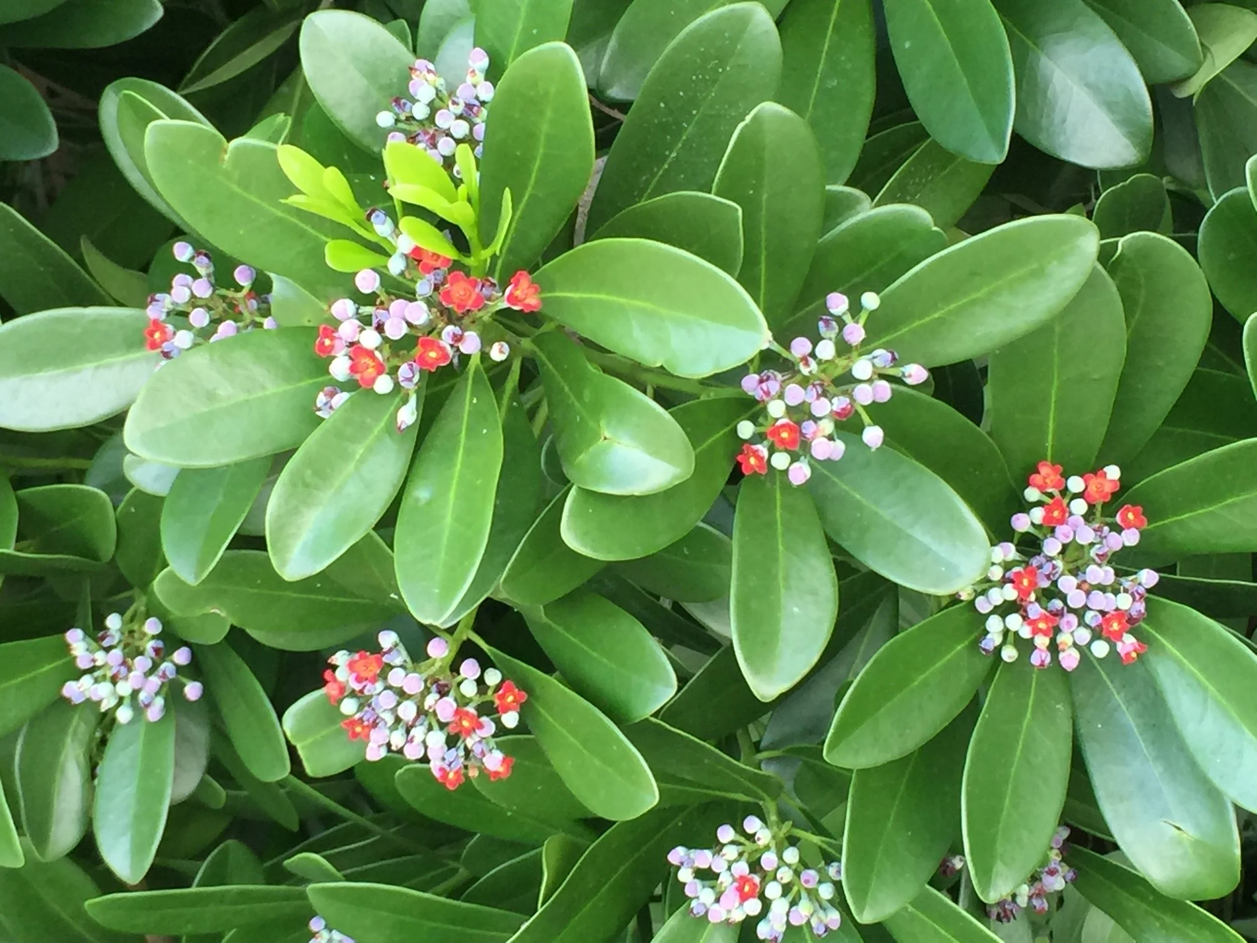 INVITING RARE AND ENDANGERED SPECIES-3 copy.JPG