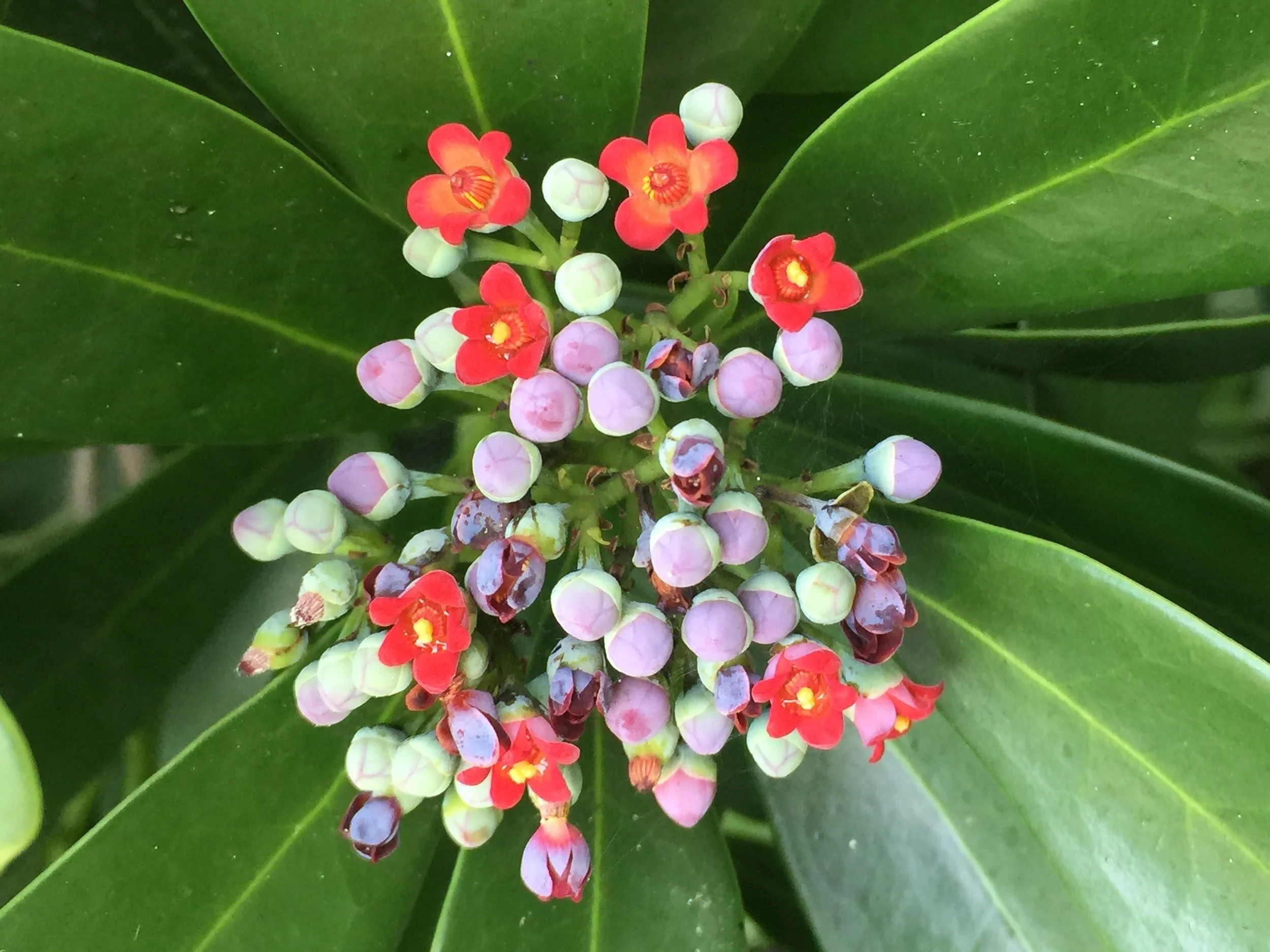 INVITING RARE AND ENDANGERED SPECIES-4 copy.JPG