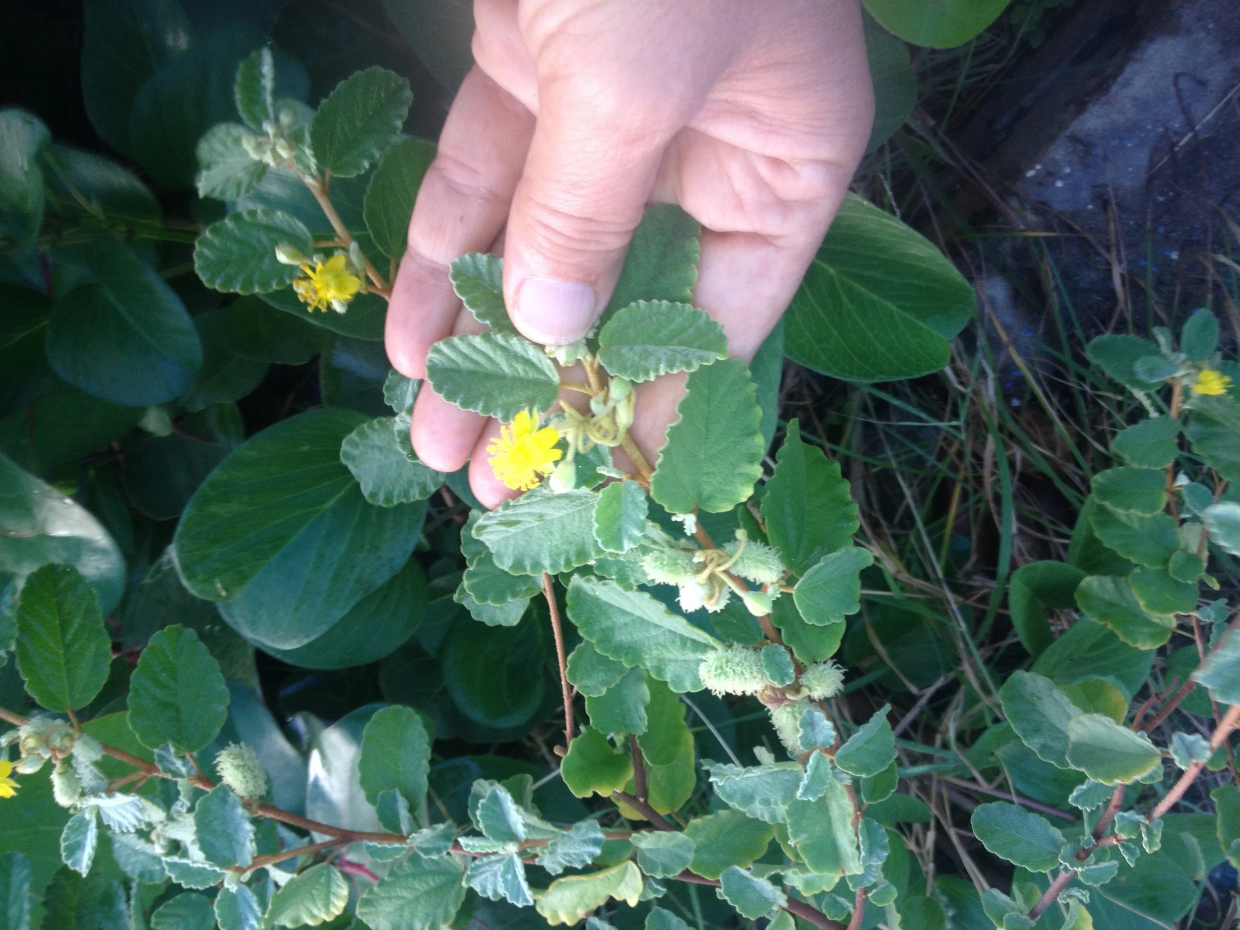 SOURCING AND GROWING-3 copy.JPG