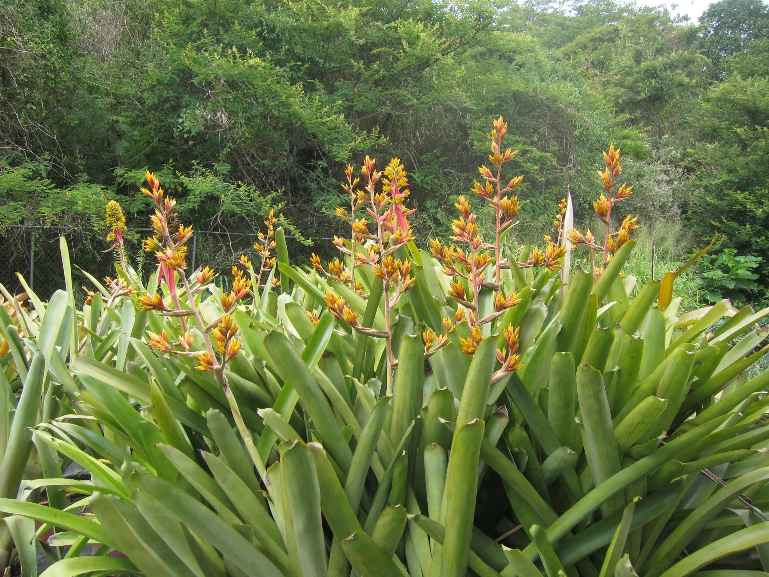 SOURCING AND GROWING-8 copy.JPG