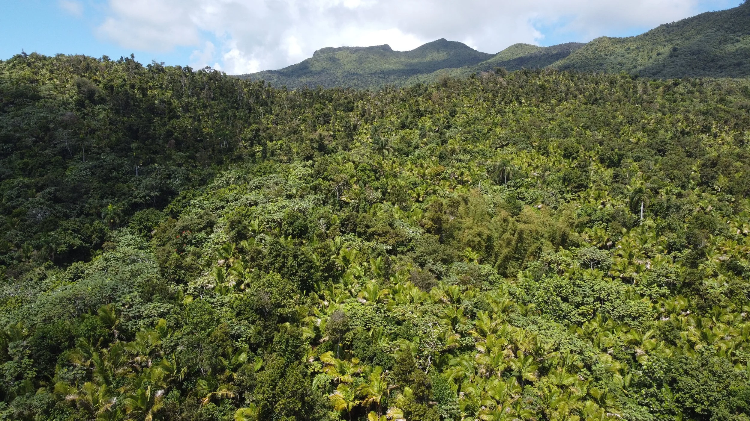 DJI_0353.sec forest.JPG