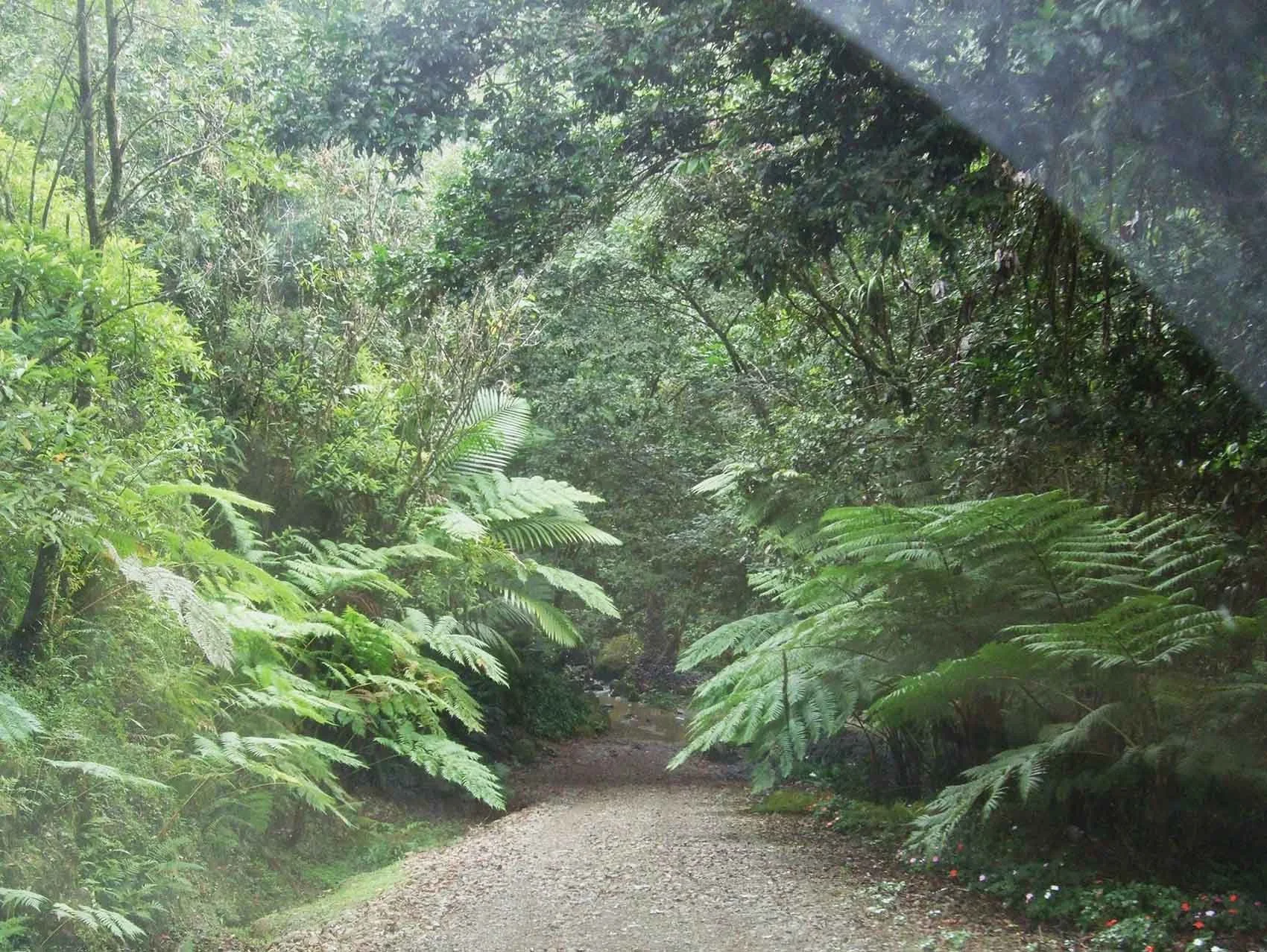 RAINFOREST INTERVENTIONS -  NAGUABO, PUERTO RICO