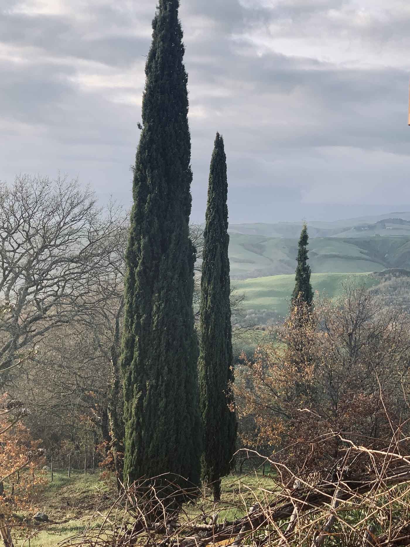 vaccarino-associates-lazio-landscape-architect.jpg