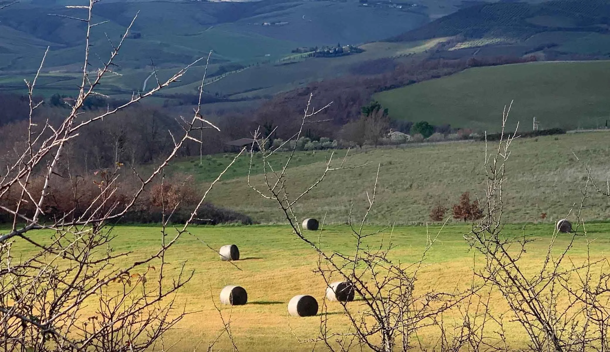vaccarino-associates-tuscany-landcape-services.jpg