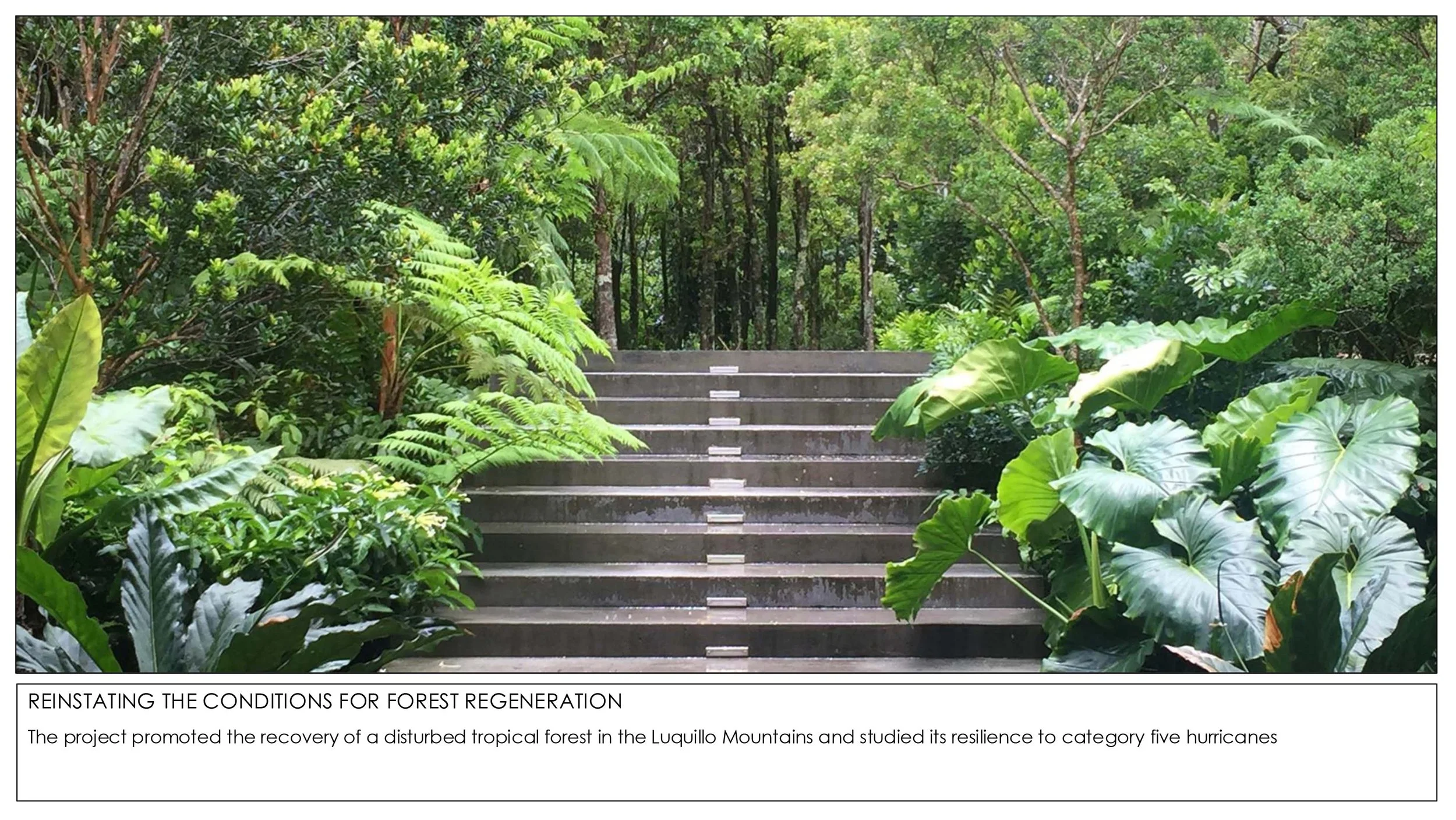 2026 Rainforest Interventions-2.jpg