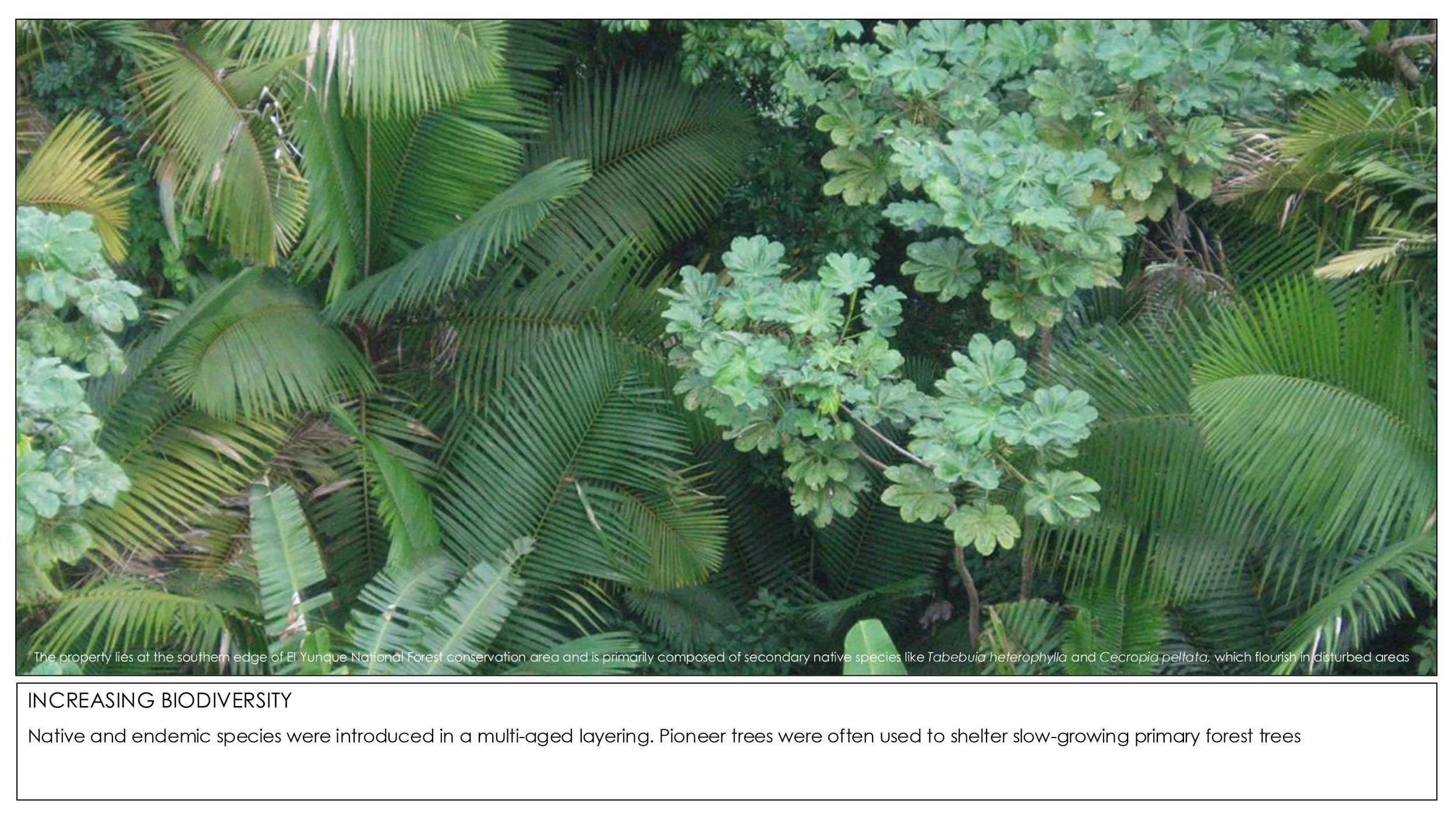 2026 Rainforest Interventions-4.jpg
