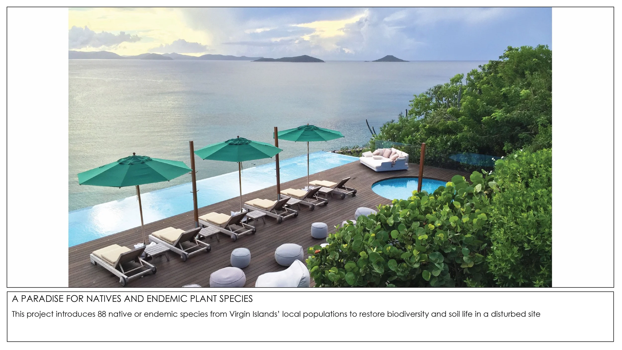 2026 THE TROPICAL NON GARDEN-2.jpg